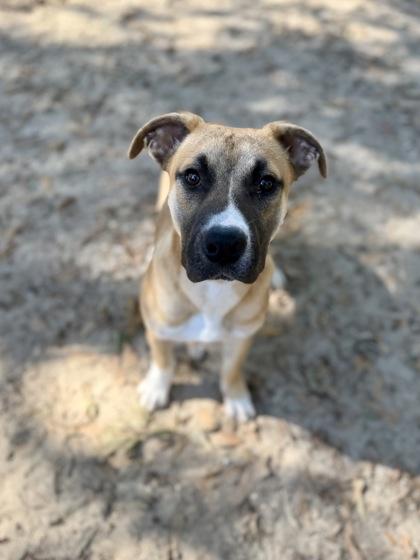 Enlarge Upton, a Adoptable mixed breed in Picayune, MS image 1/3
