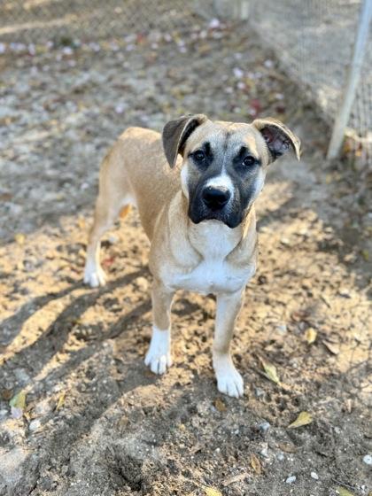 Enlarge Upton, a Adoptable mixed breed in Picayune, MS image 2/3