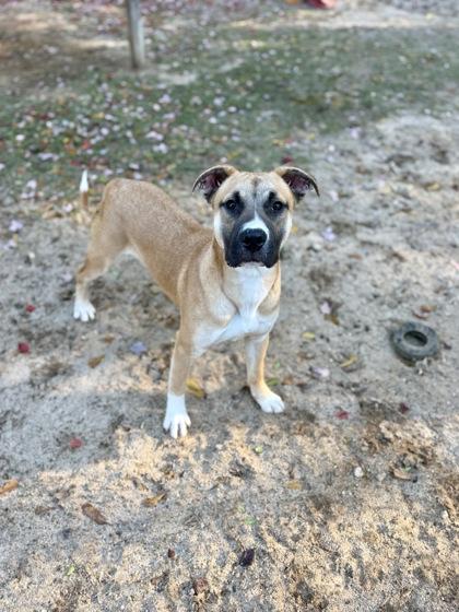Enlarge Upton, a Adoptable mixed breed in Picayune, MS image 3/3