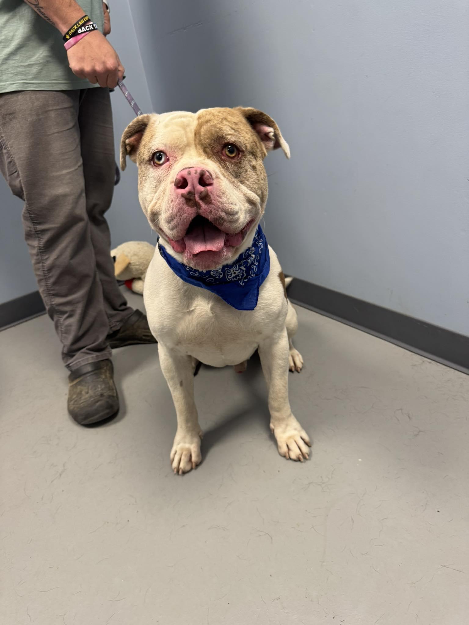 Devo, a Adoptable American Bully in Zanesville, OH image 1/2