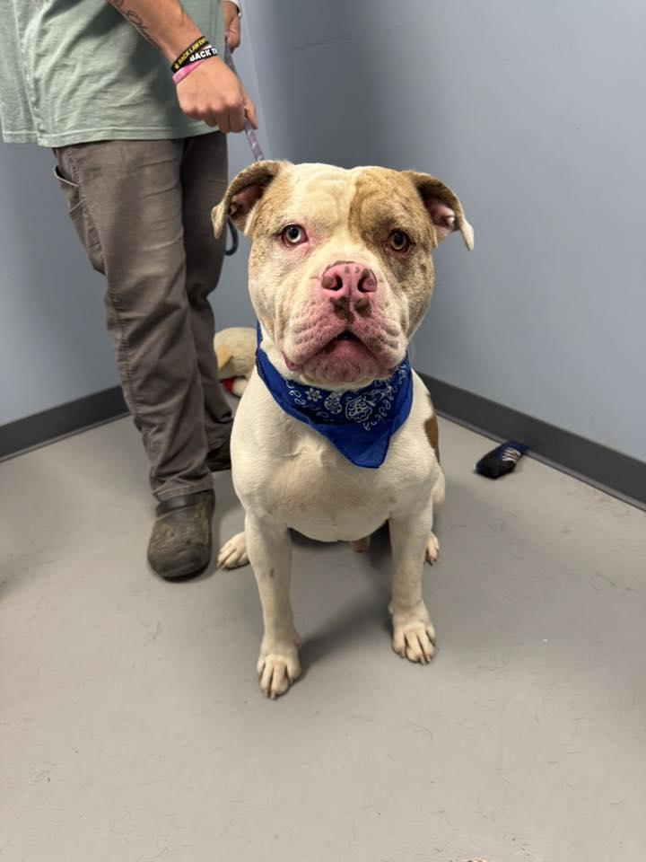 Devo, a Adoptable American Bully in Zanesville, OH image 2/2