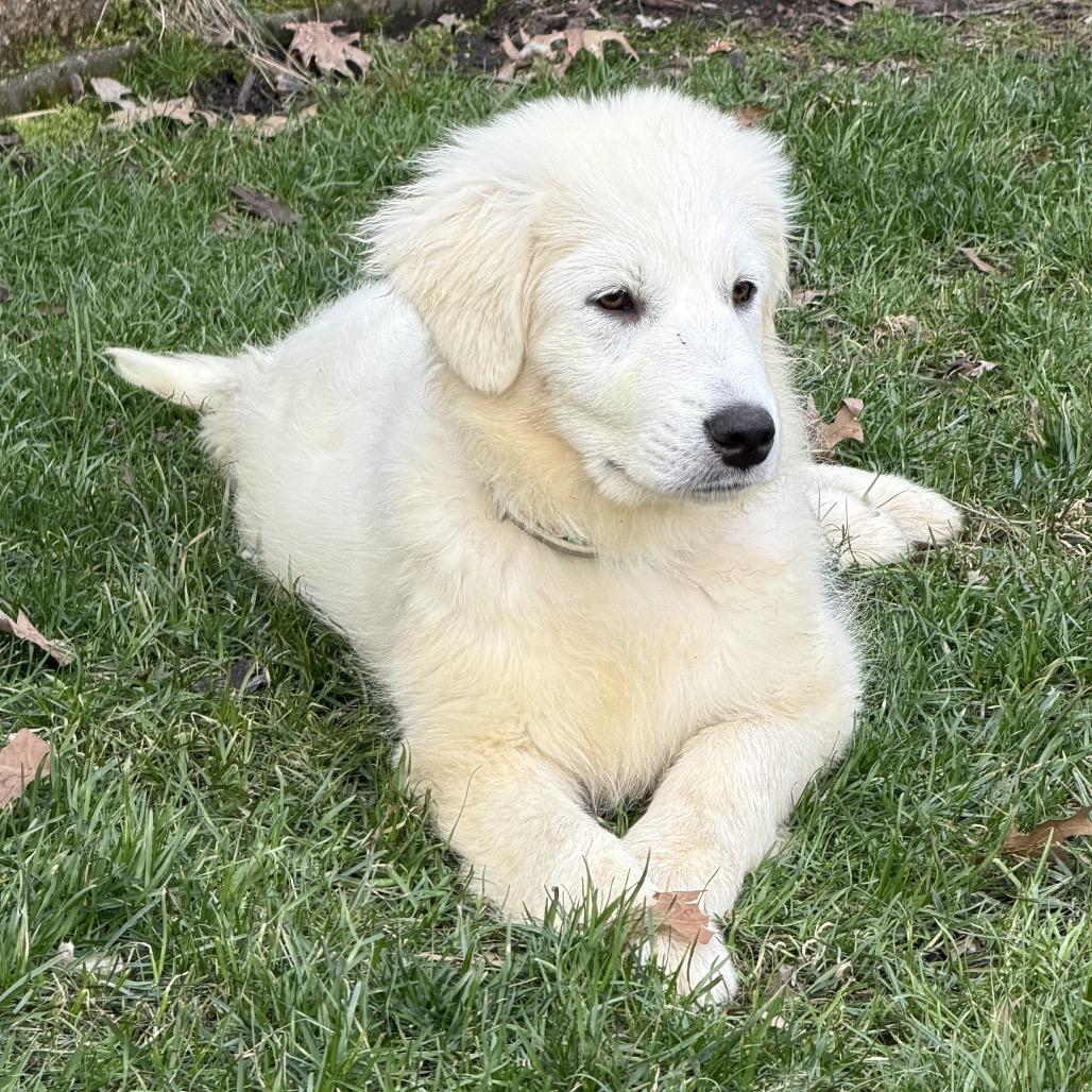 Sadie, Adoptable, Puppy Female Great Pyrenees.
