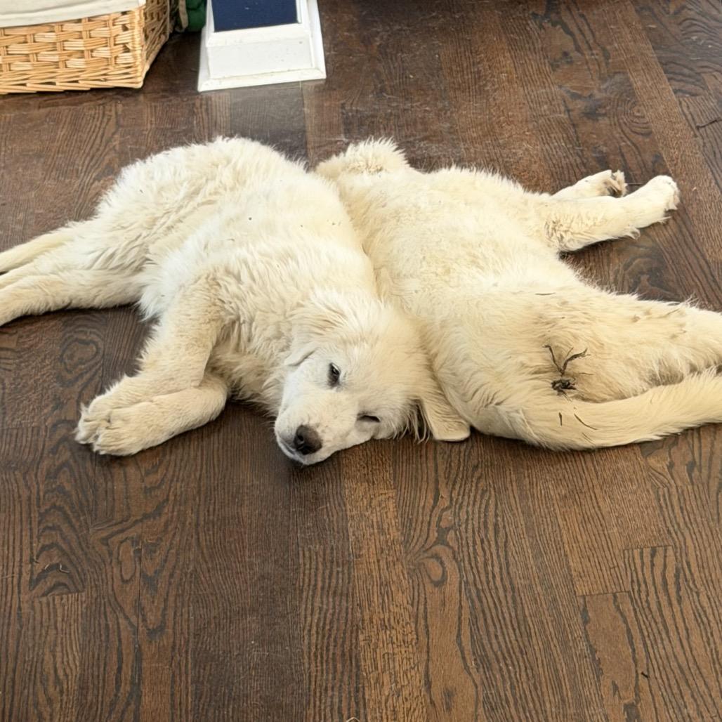 Enlarge Sadie, a Adoptable Great Pyrenees in St. Clair, MO image 2/2