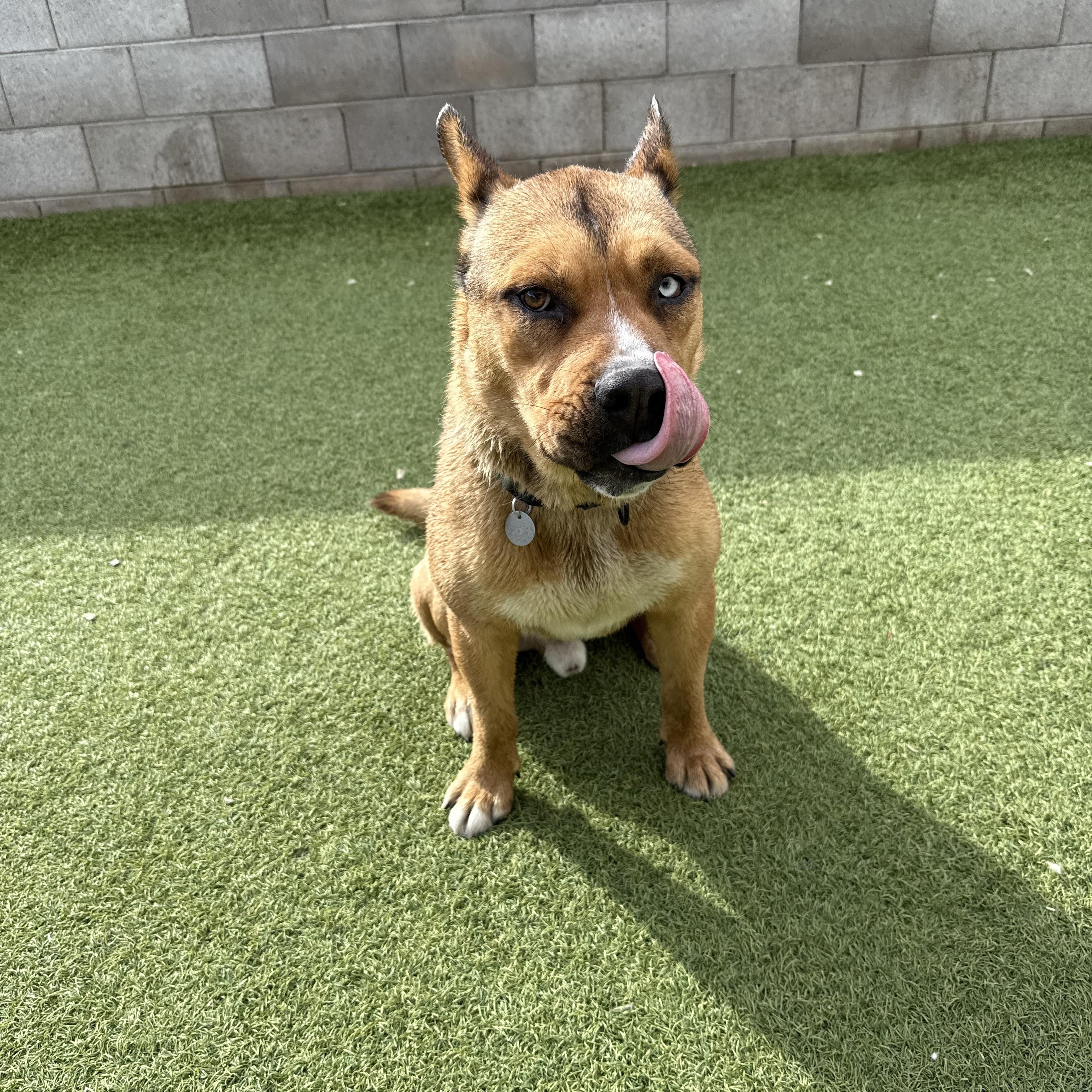 Aladdin, Adoptable, Young Male Husky & Cattle Dog.