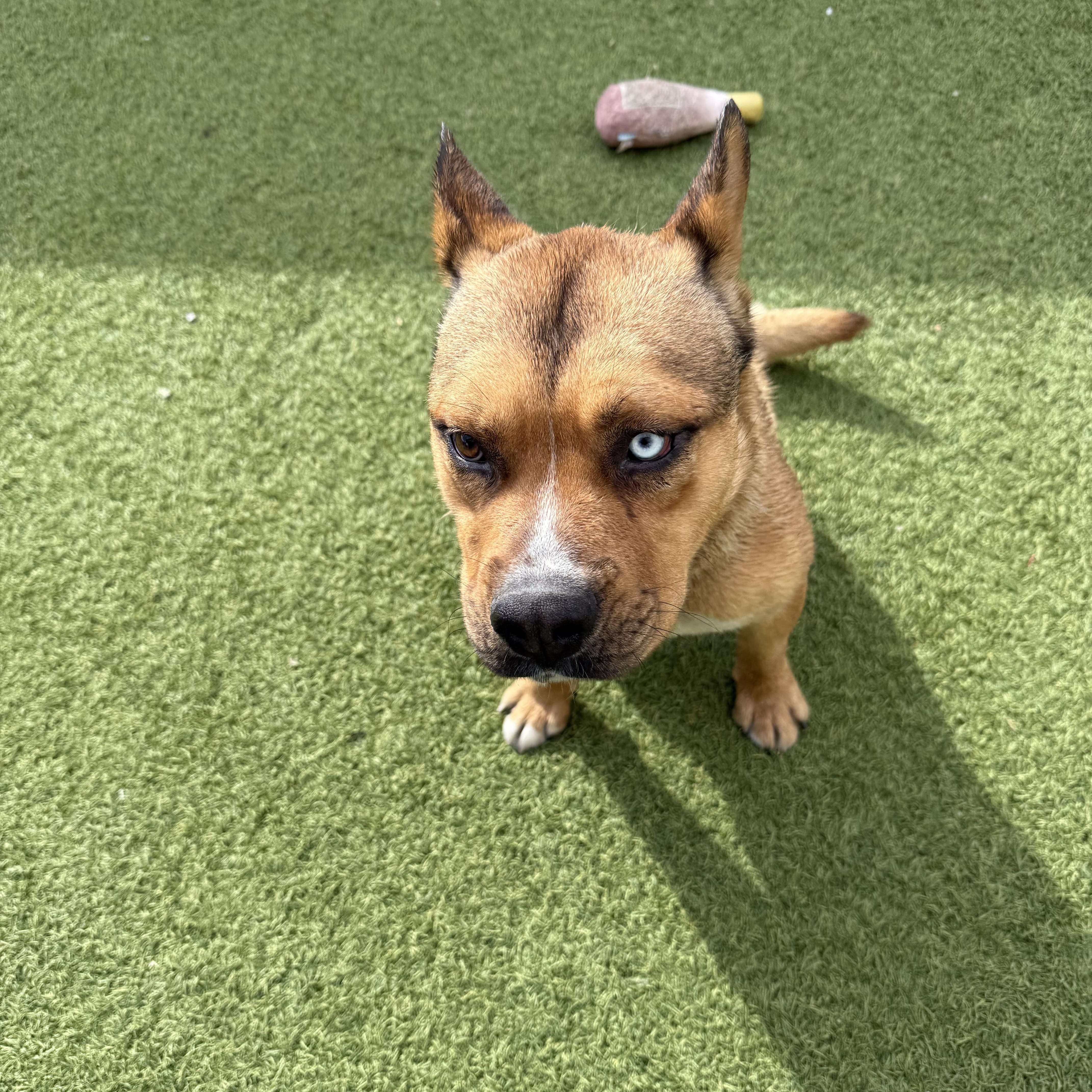 Aladdin, a Adoptable mixed breed in Phoenix, AZ image 2/3