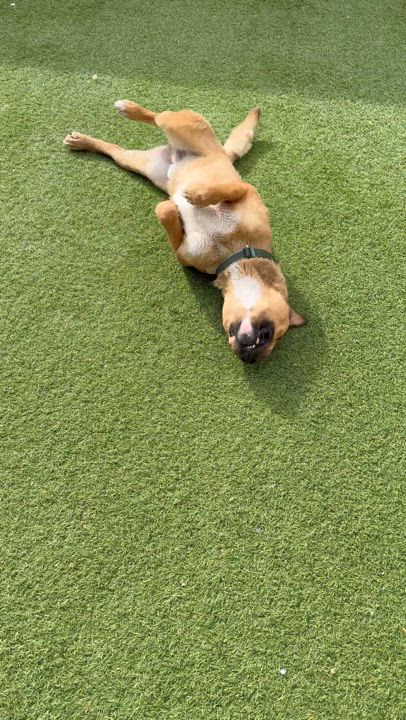 Enlarge Aladdin, a Adoptable mixed breed in Phoenix, AZ video 3/3