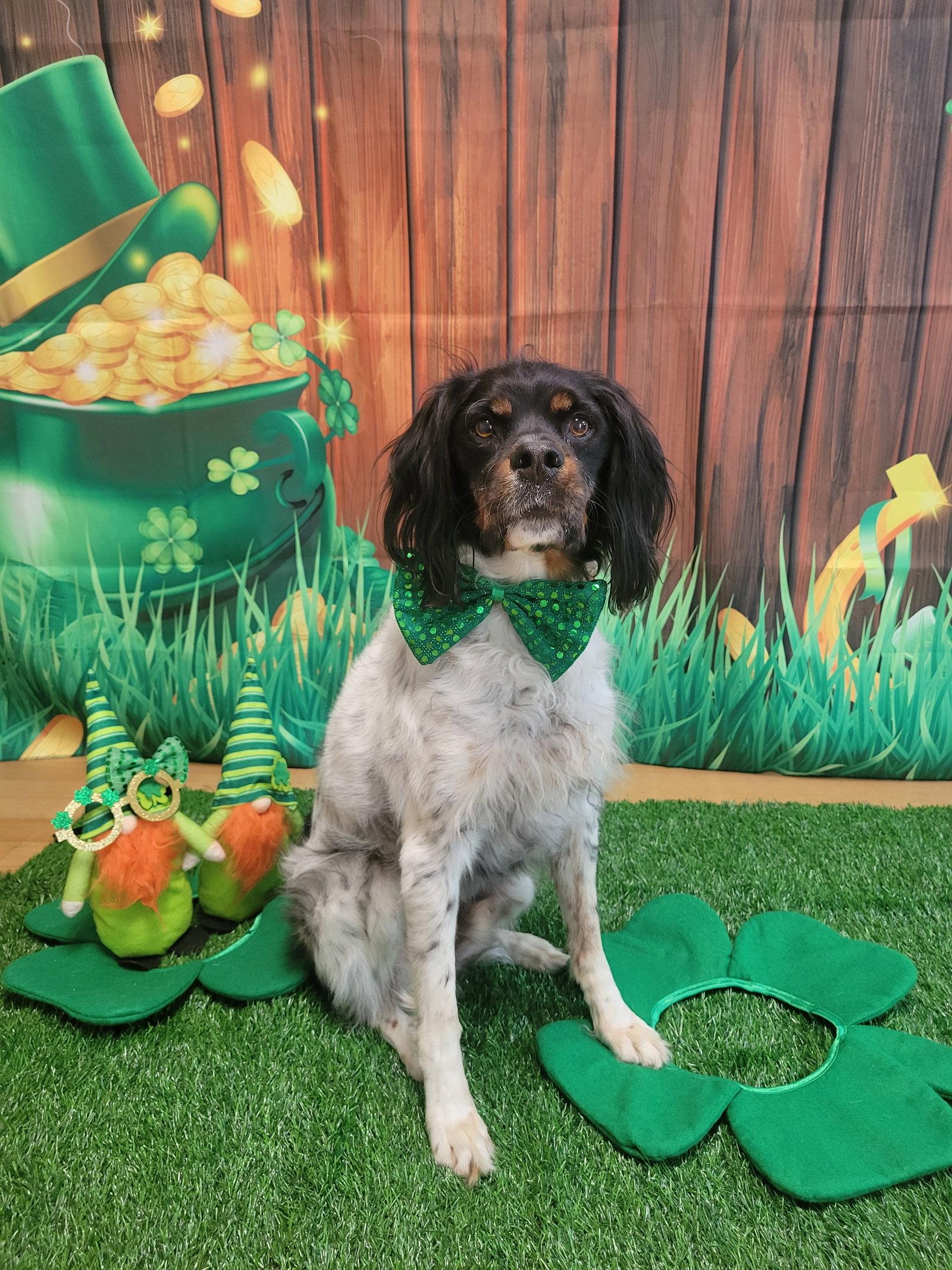 Enlarge NY/Louie, a Adopted Brittany Spaniel in Baldwinsville, NY image 1/1