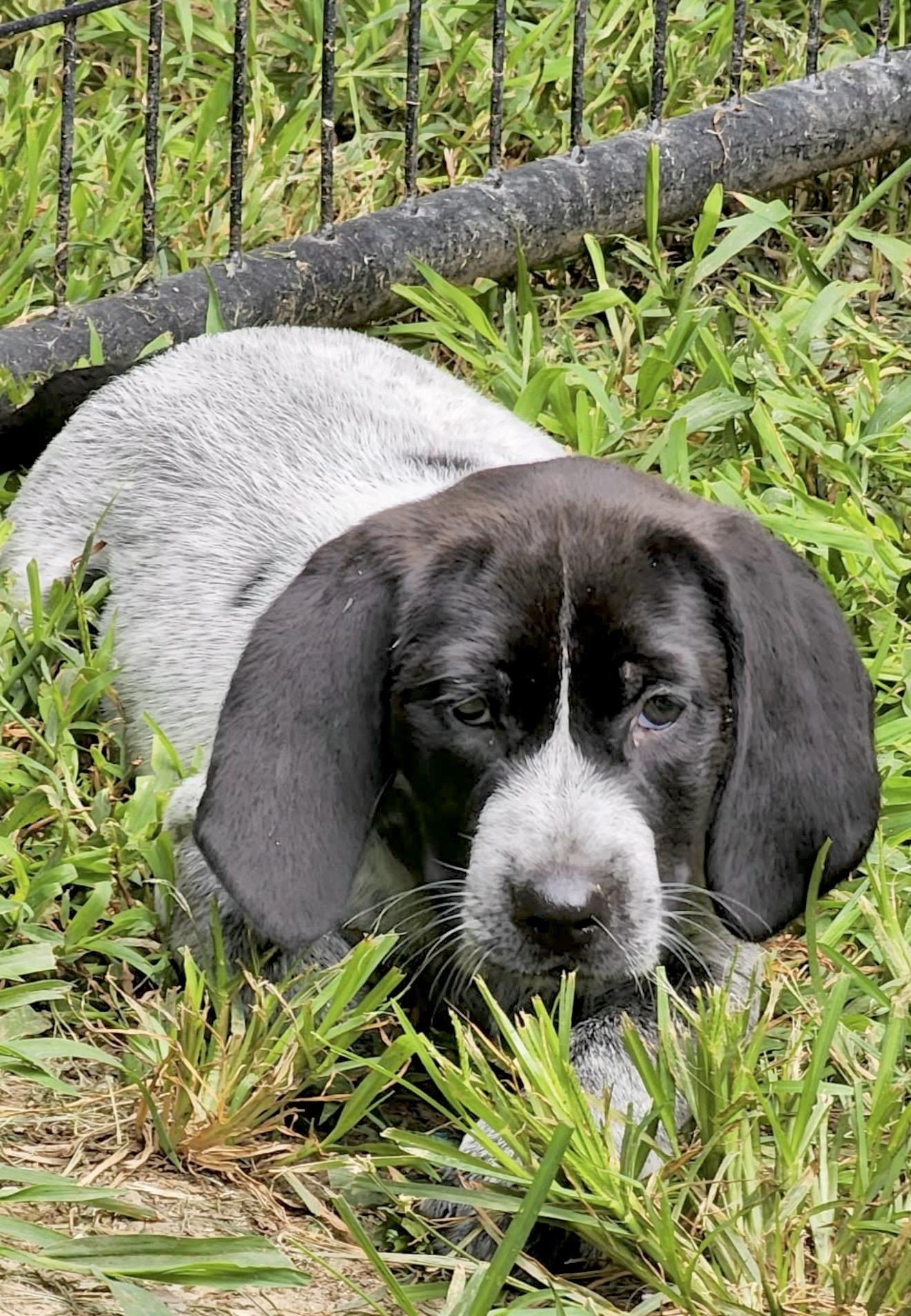 Iris, an adopted mixed breed in Millington, MD image 3/3