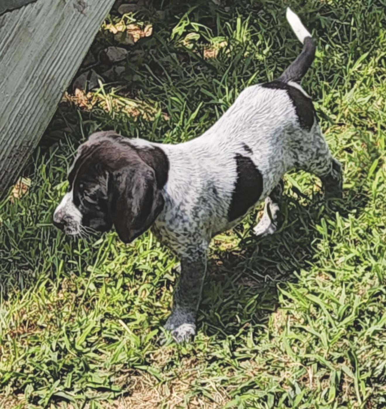 Iris, an adopted mixed breed in Millington, MD image 2/3