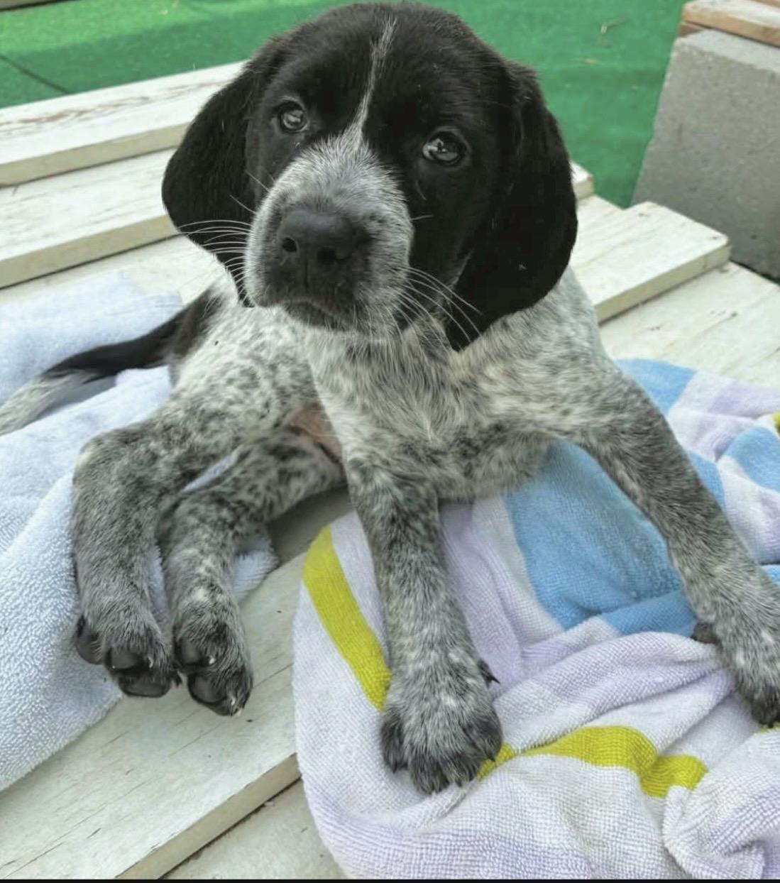 Iris, an adopted mixed breed in Millington, MD image 1/3