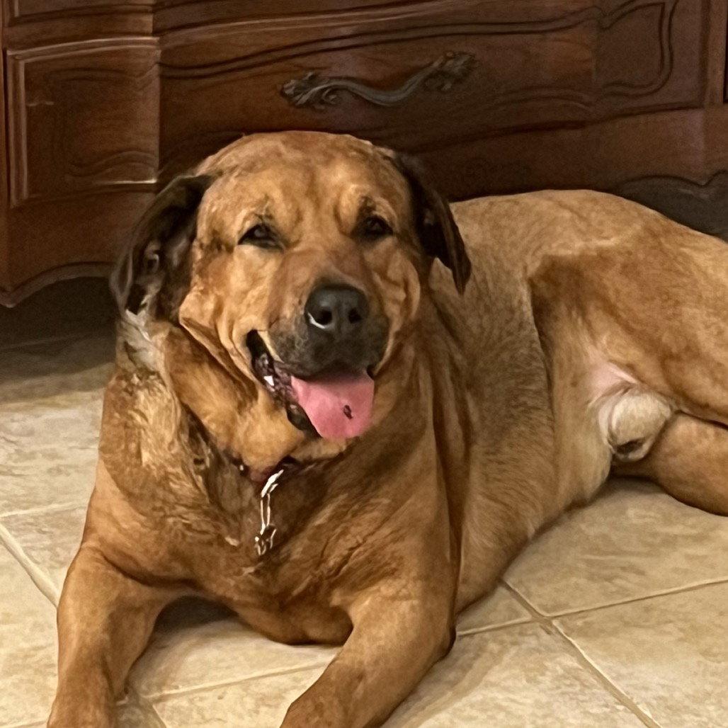 Mateo, Adoptable, Adult Male Redbone Coonhound.