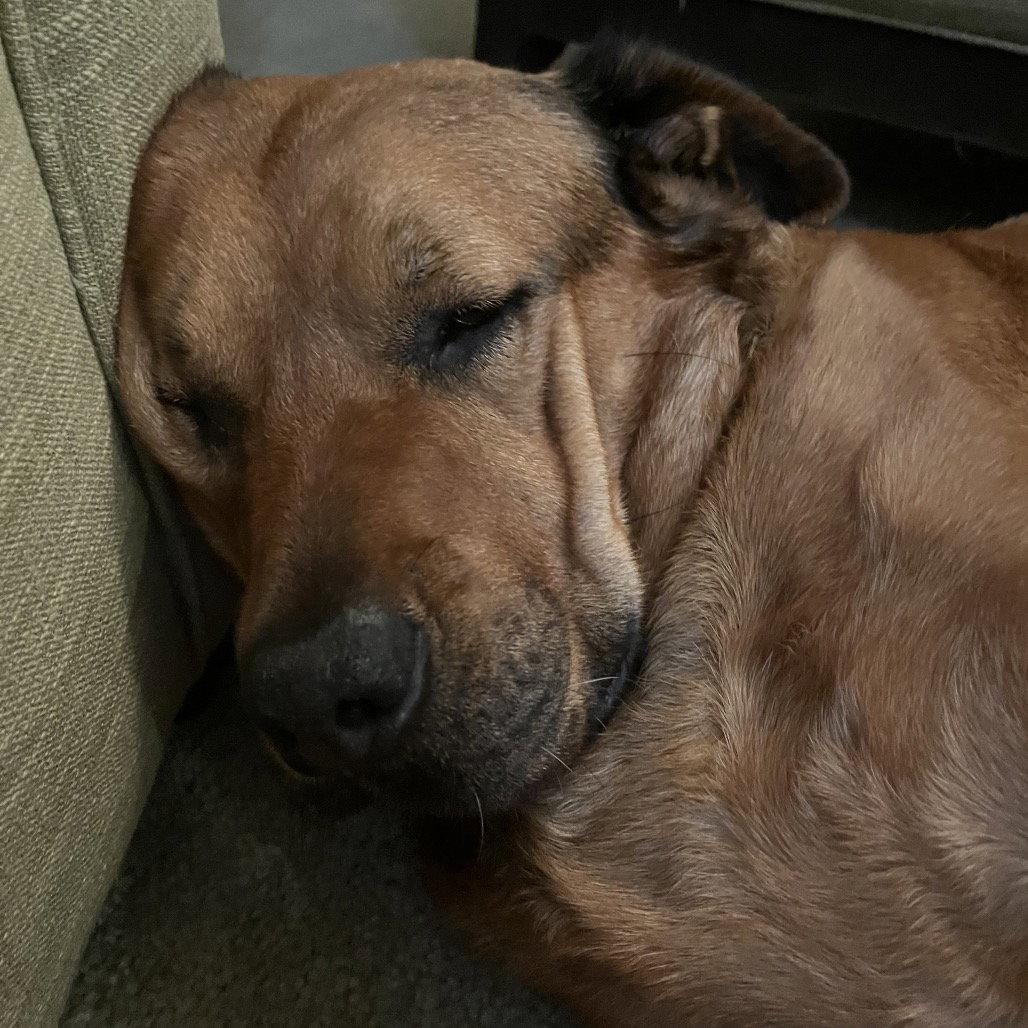 Enlarge Mateo, a Adoptable Redbone Coonhound in Fort Pierce, FL image 2/2