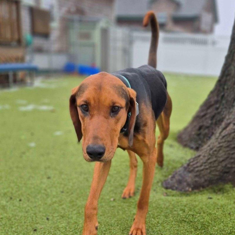 Boomer, ADOPTABLE, Adult Male Hound.