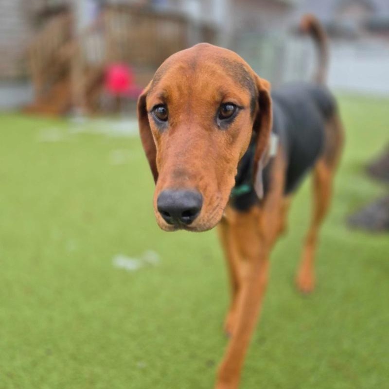 Enlarge Boomer, a ADOPTABLE Hound in New Bedford, MA image 3/3