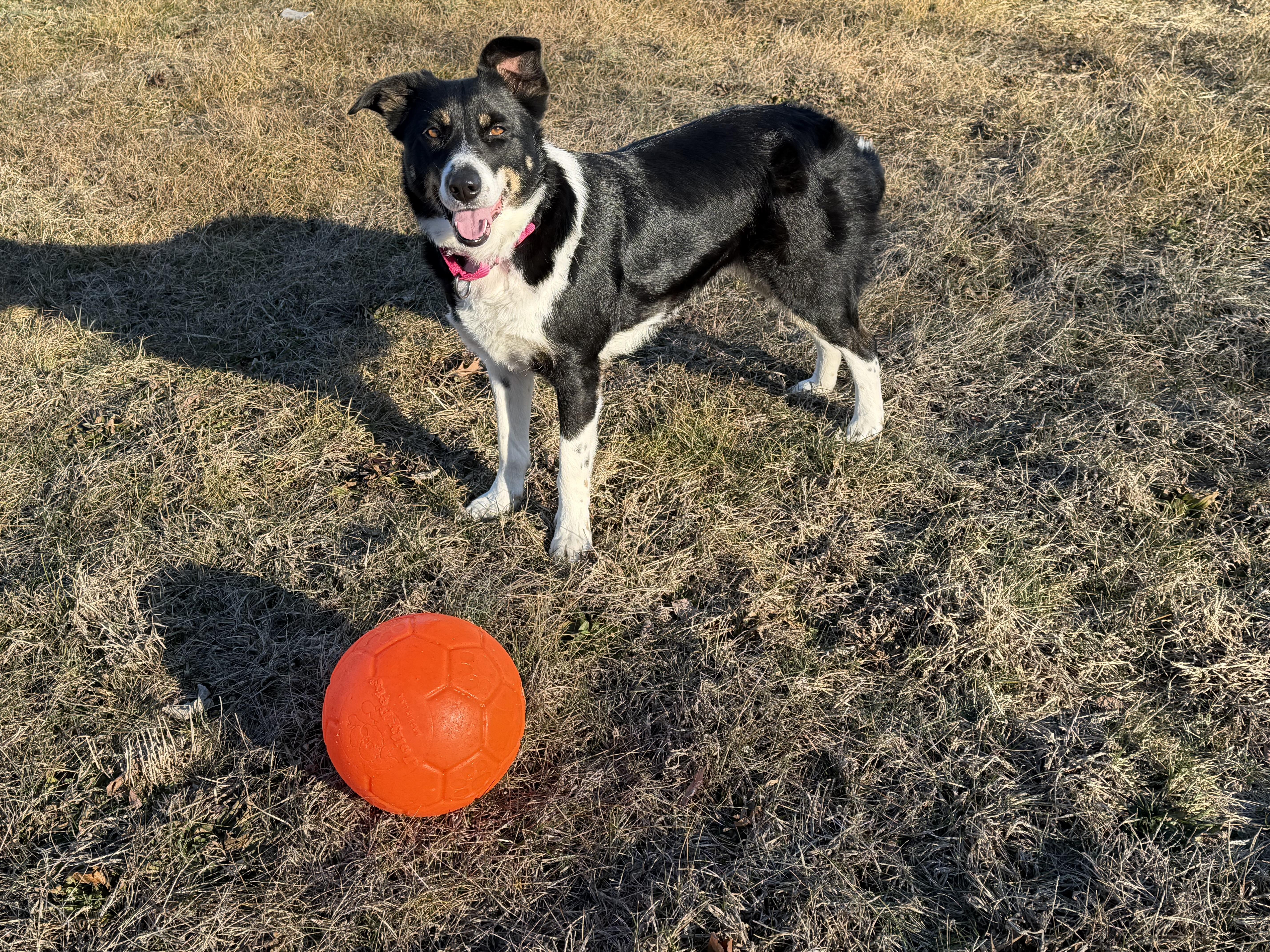 Enlarge Sissy, a Adoptable Border Collie in Grottoes, VA image 3/6