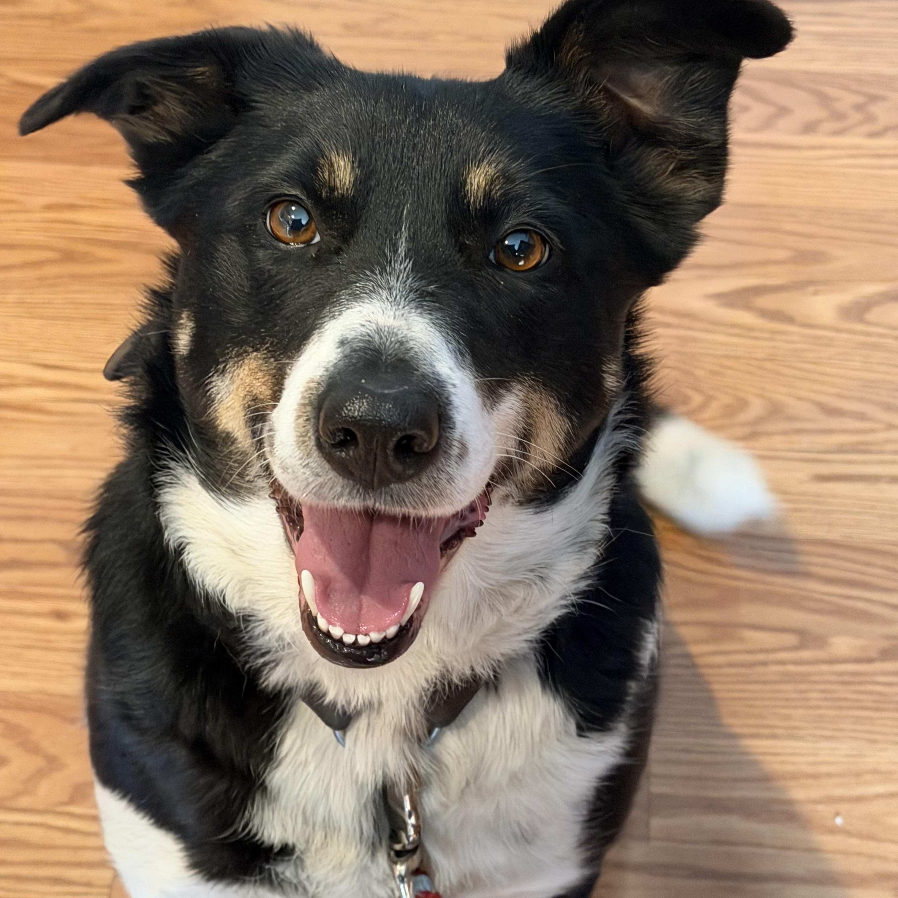 Enlarge Sissy, a Adoptable Border Collie in Grottoes, VA image 4/6