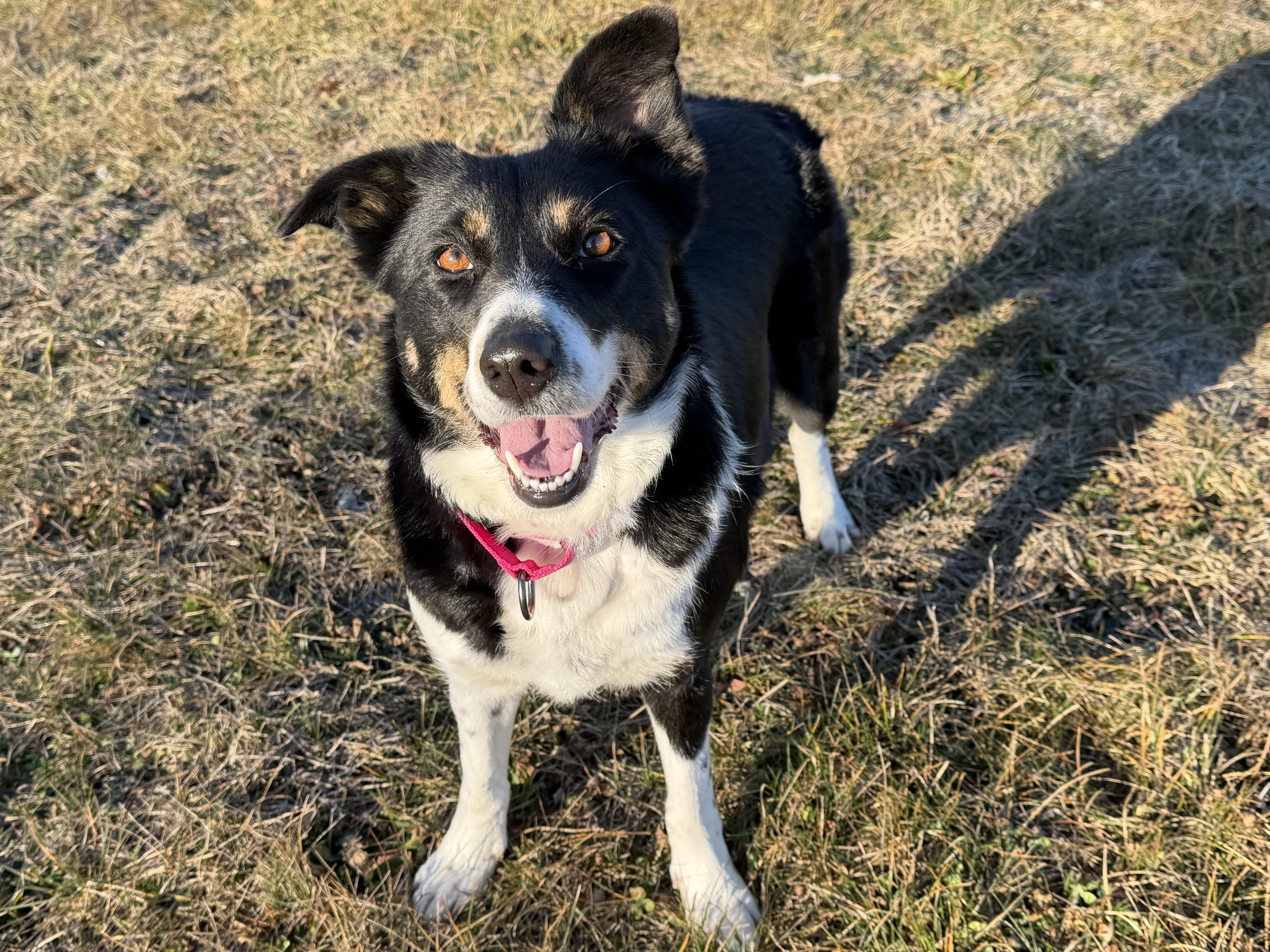 Sissy, Adoptable, Adult Female Border Collie.