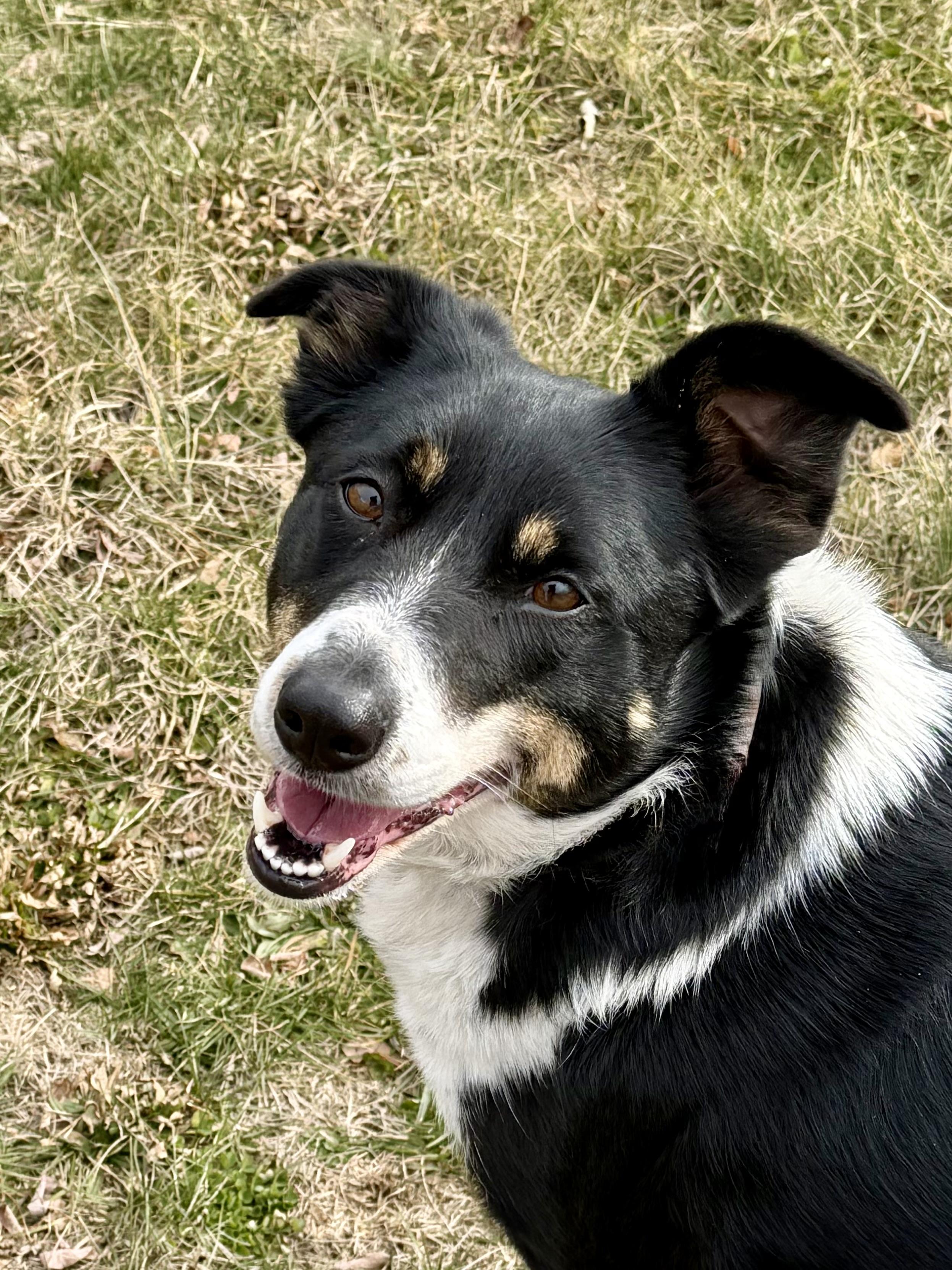 Enlarge Sissy, a Adoptable Border Collie in Grottoes, VA image 6/6
