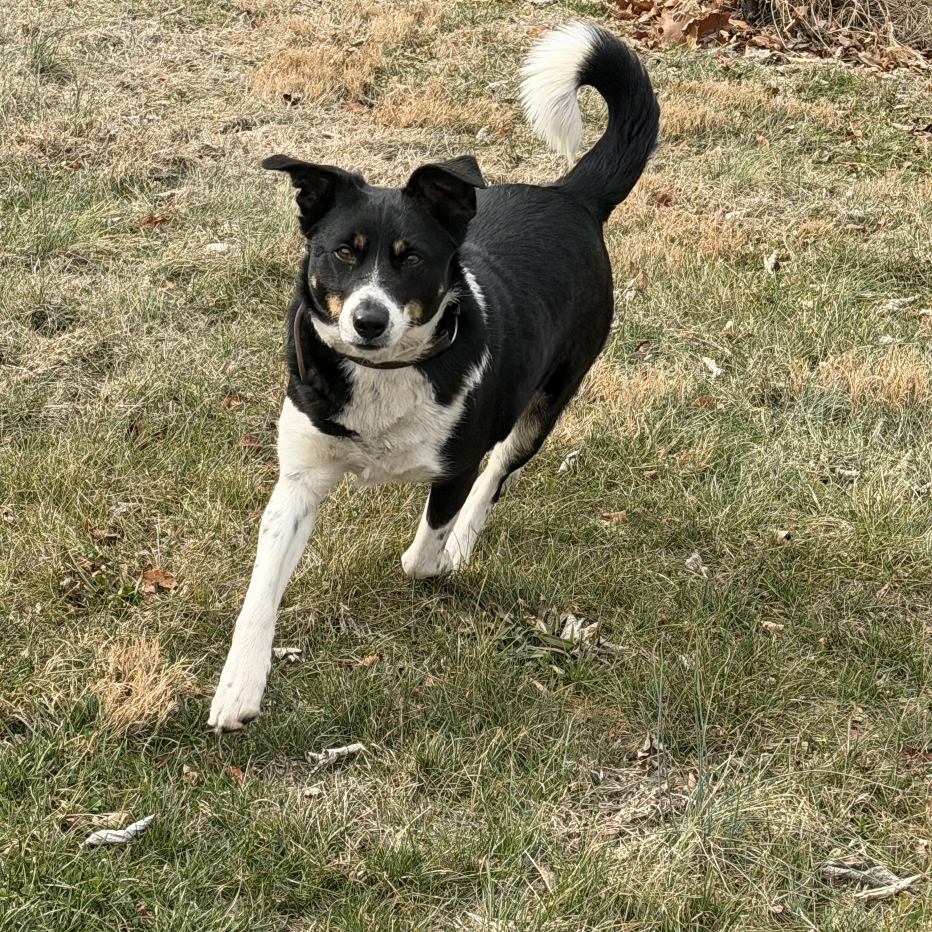 Enlarge Sissy, a Adoptable Border Collie in Grottoes, VA image 2/6