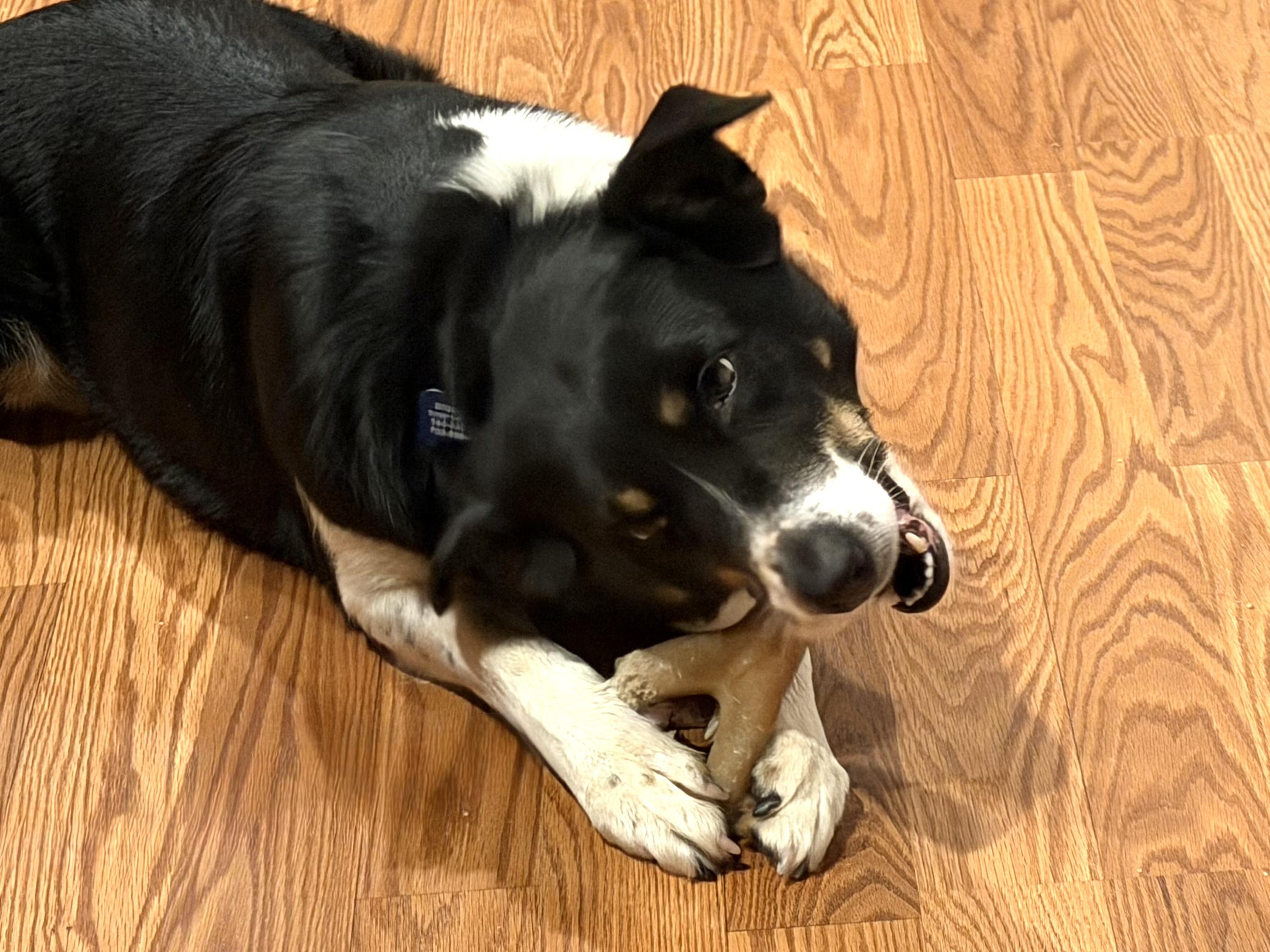 Enlarge Sissy, an adopted Border Collie in Grottoes, VA image 5/5