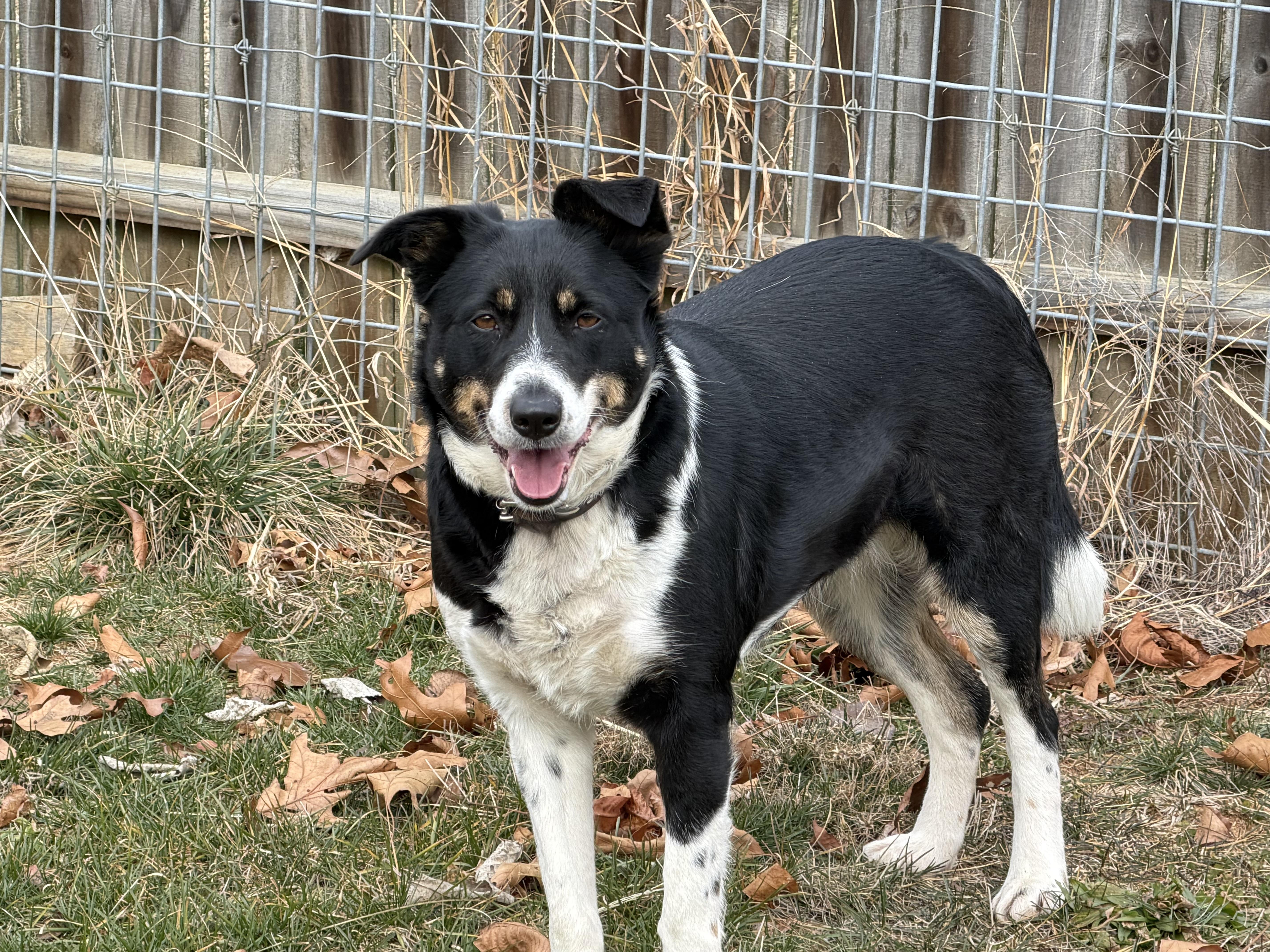 Enlarge Sissy, a Adoptable Border Collie in Grottoes, VA image 5/6