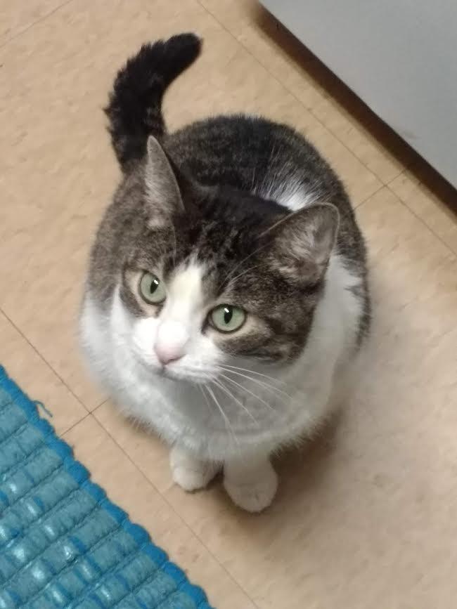 Squeaky, Adoptable, Adult Female Domestic Short Hair.