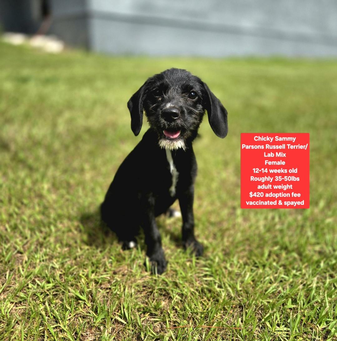 Enlarge Chicky Sammy, a ADOPTABLE mixed breed in Oviedo, FL image 1/1