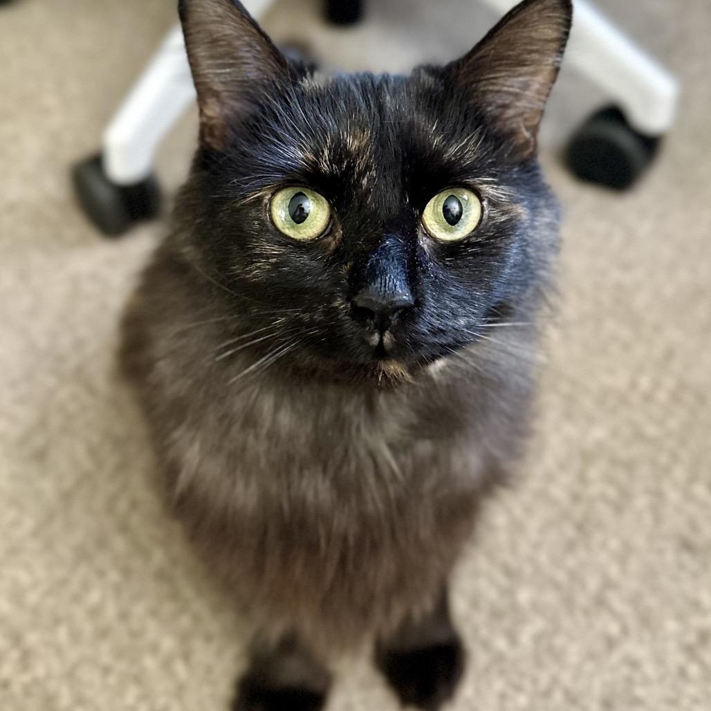 Enlarge Cloudy, a Adoptable mixed breed in Richmond, VA image 1/6