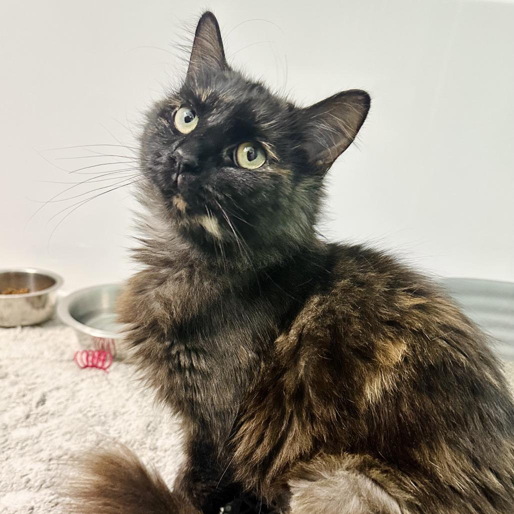 Enlarge Cloudy, a Adoptable mixed breed in Richmond, VA image 2/6