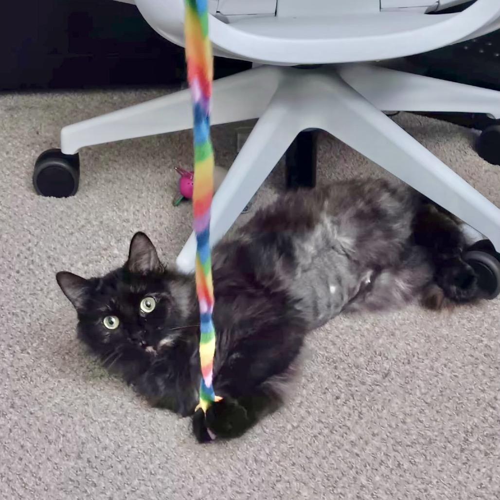 Enlarge Cloudy, a Adoptable mixed breed in Richmond, VA image 3/6