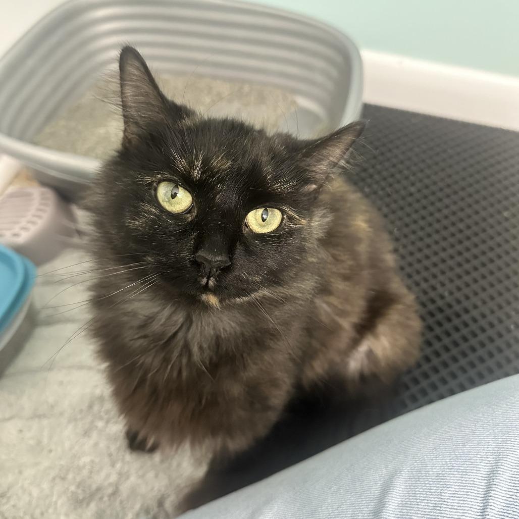 Enlarge Cloudy, a Adoptable mixed breed in Richmond, VA image 5/6