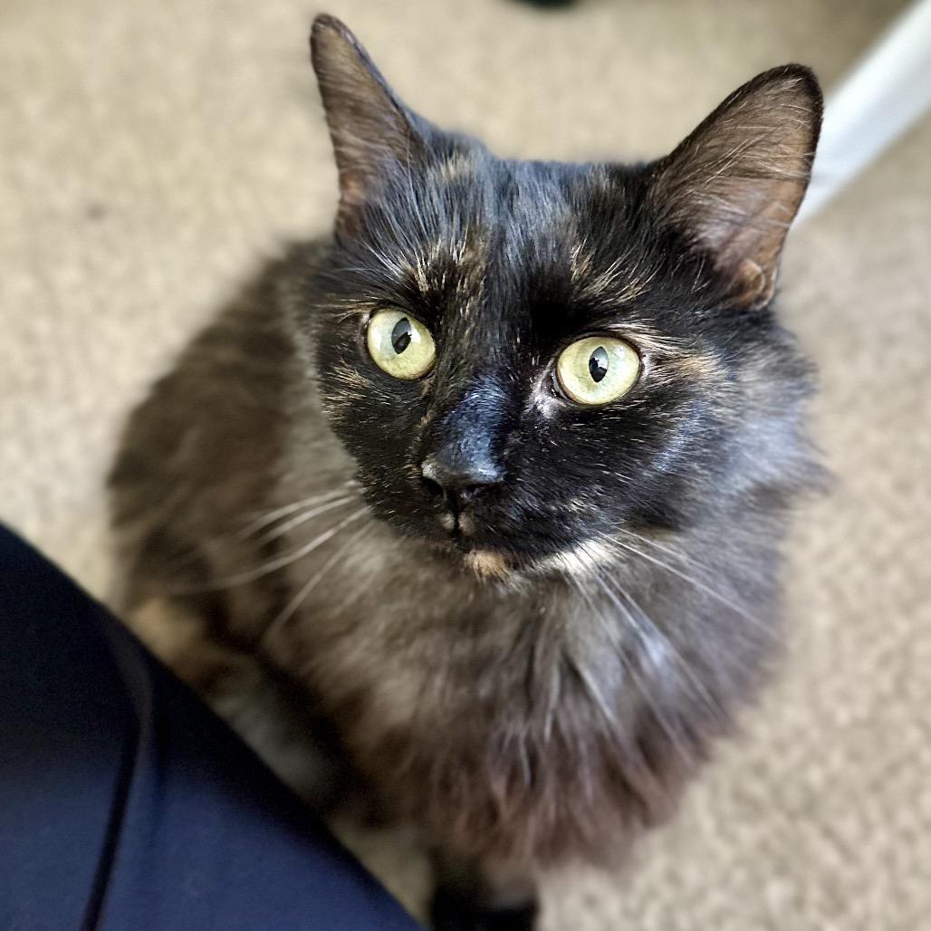 Enlarge Cloudy, a Adoptable mixed breed in Richmond, VA image 6/6