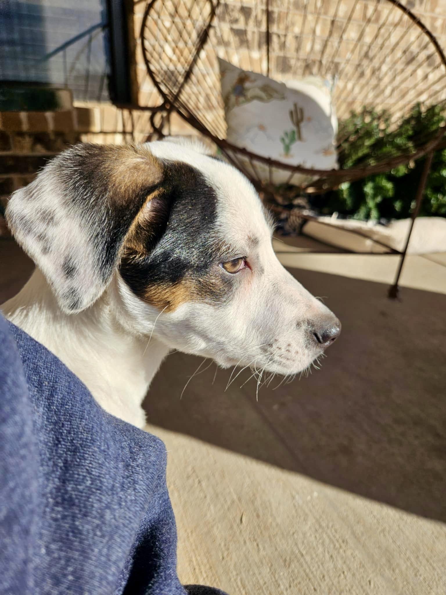 Enlarge Persy, a Adoptable mixed breed in Cincinnati , OH image 3/6