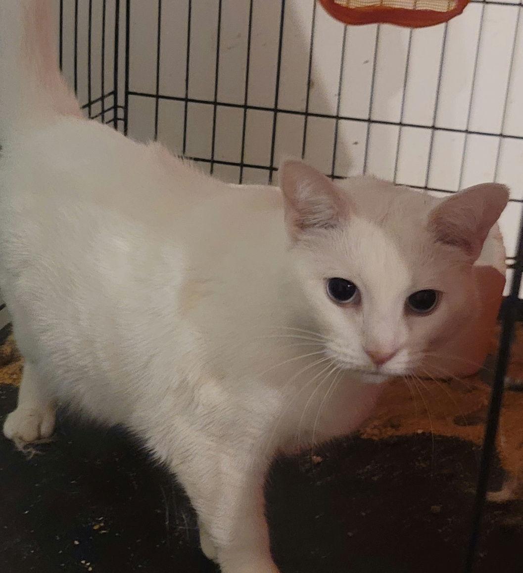 Emma, a Adoptable Domestic Short Hair in Versailles, KY image 1/2