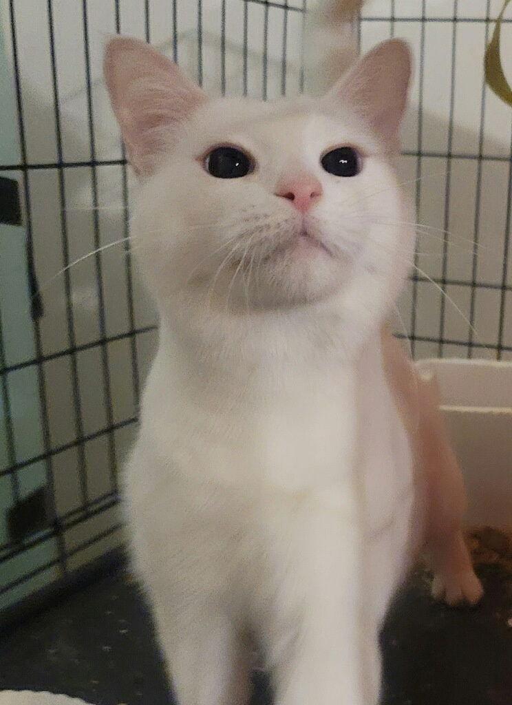 Emma, a Adoptable Domestic Short Hair in Versailles, KY image 2/2