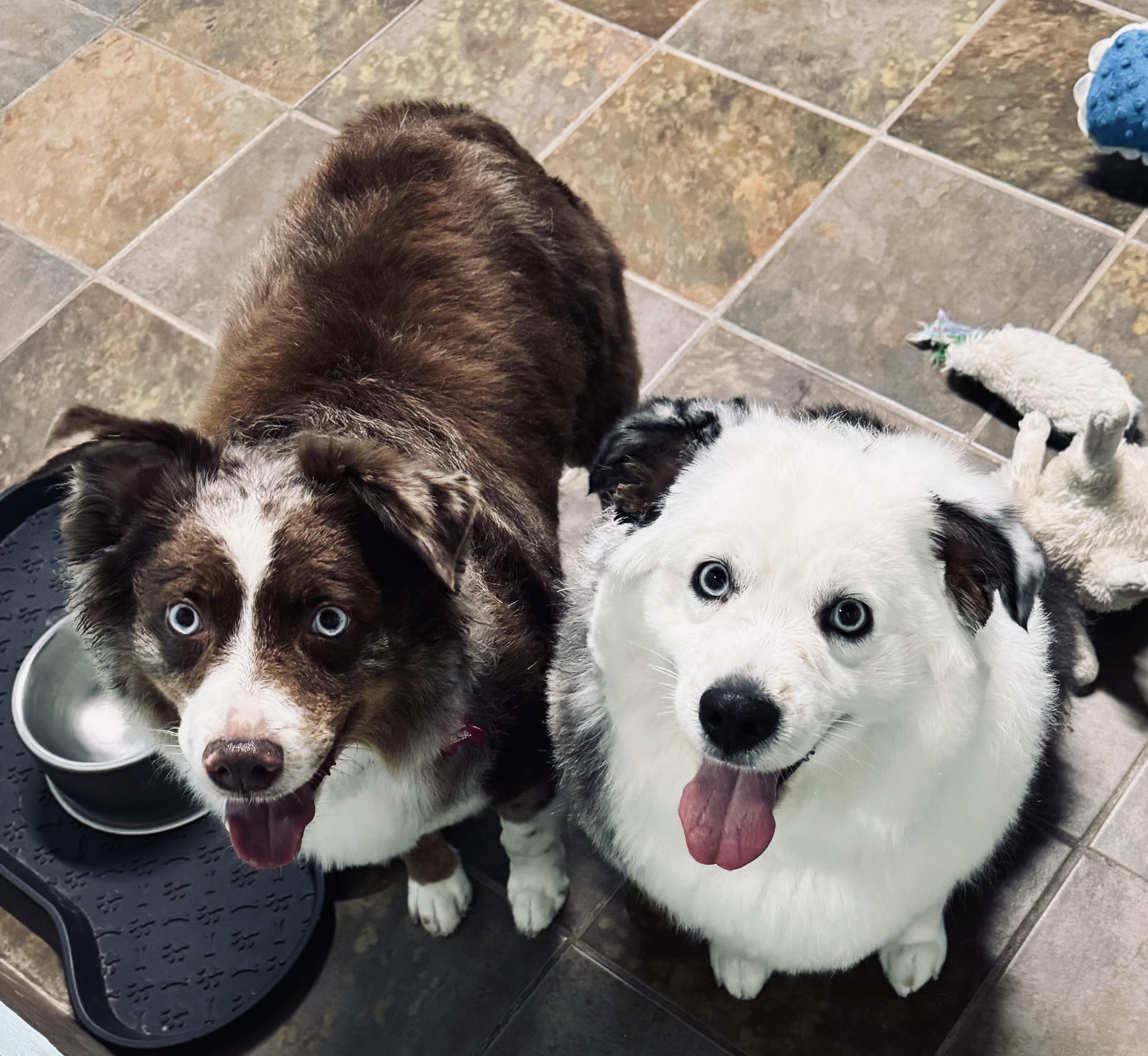 Enlarge Luna, a ADOPTABLE Australian Shepherd in Louisburg, KS image 2/6