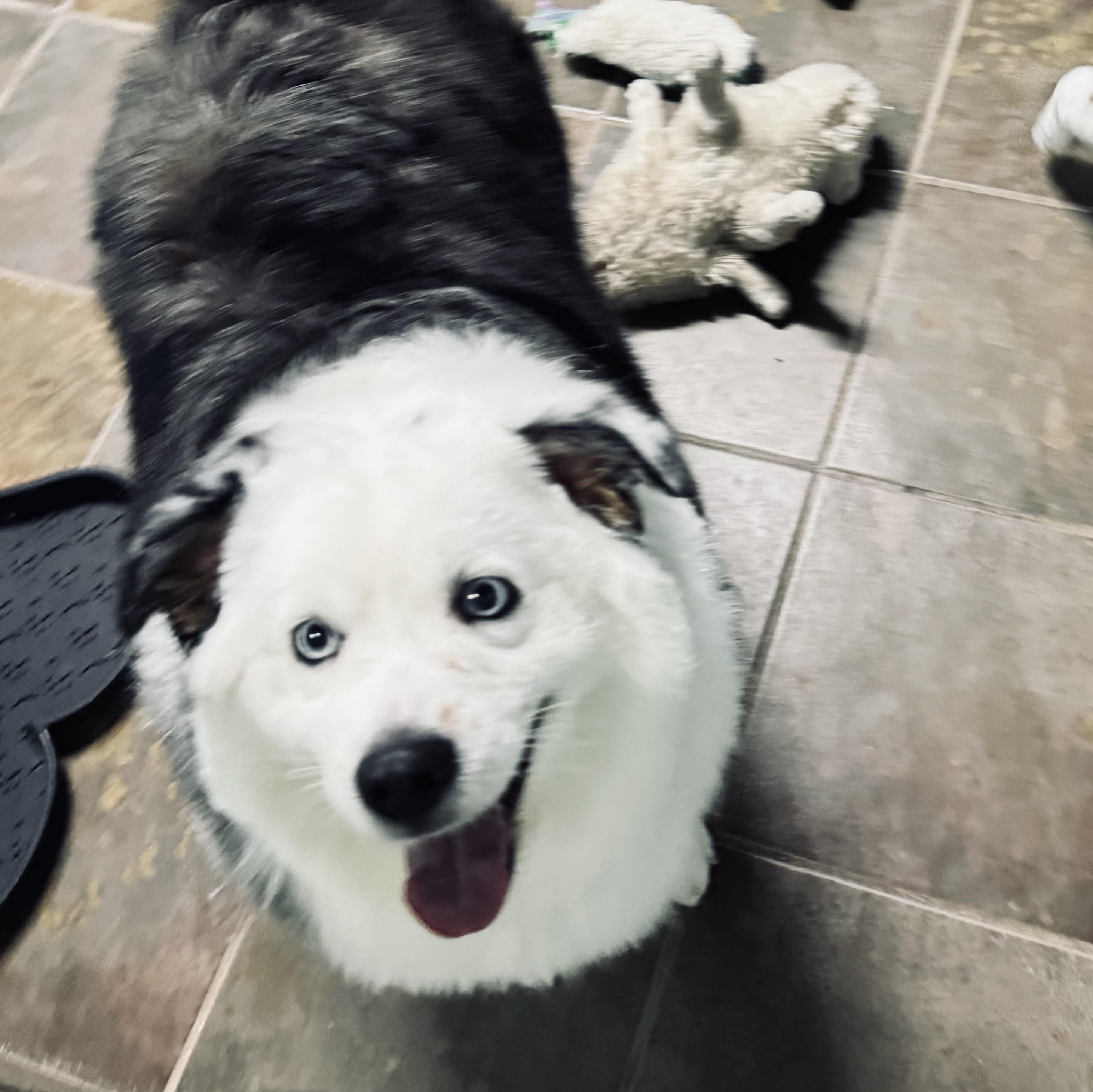 Luna, ADOPTABLE, Adult Female Australian Shepherd.