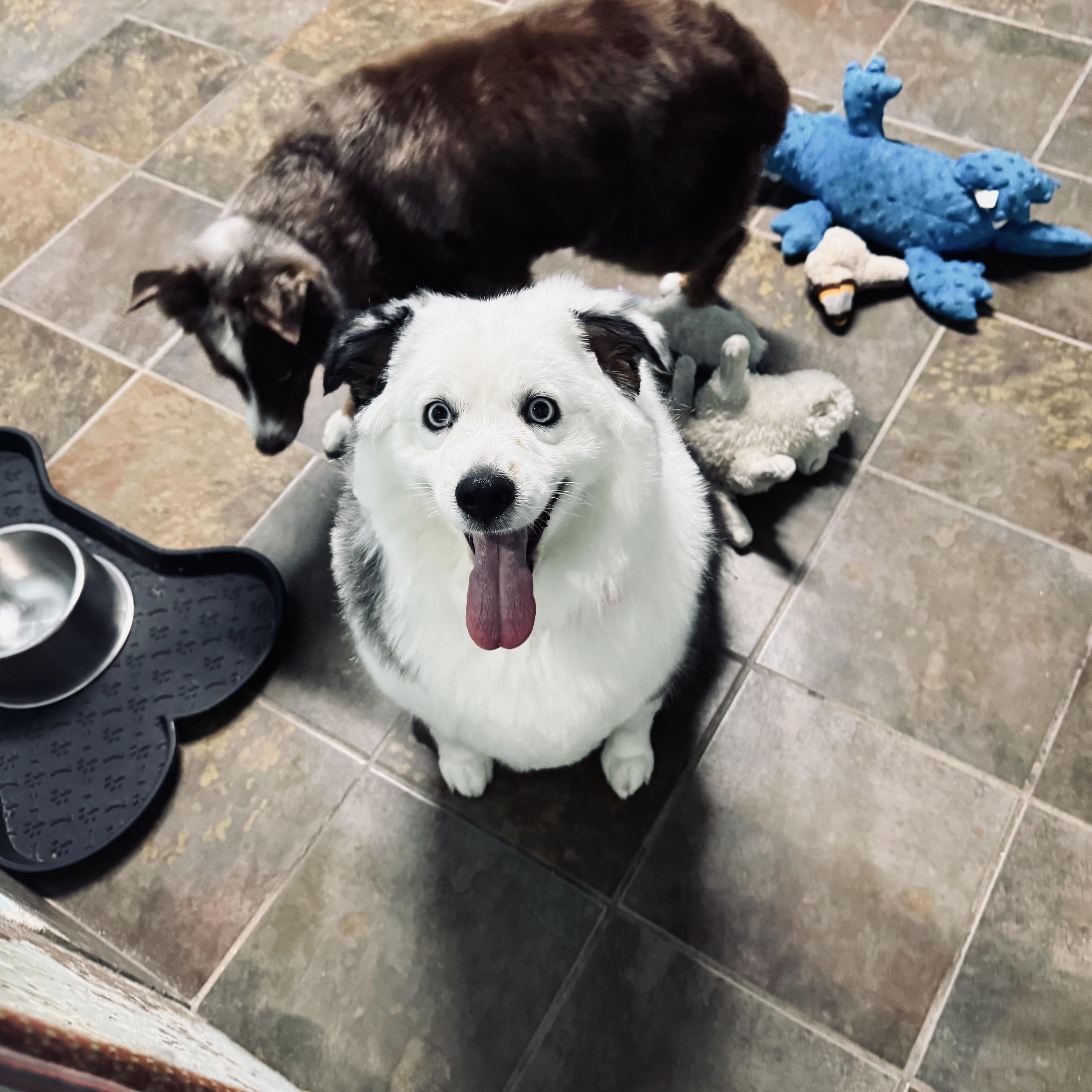 Enlarge Luna, a ADOPTABLE Australian Shepherd in Louisburg, KS image 5/6