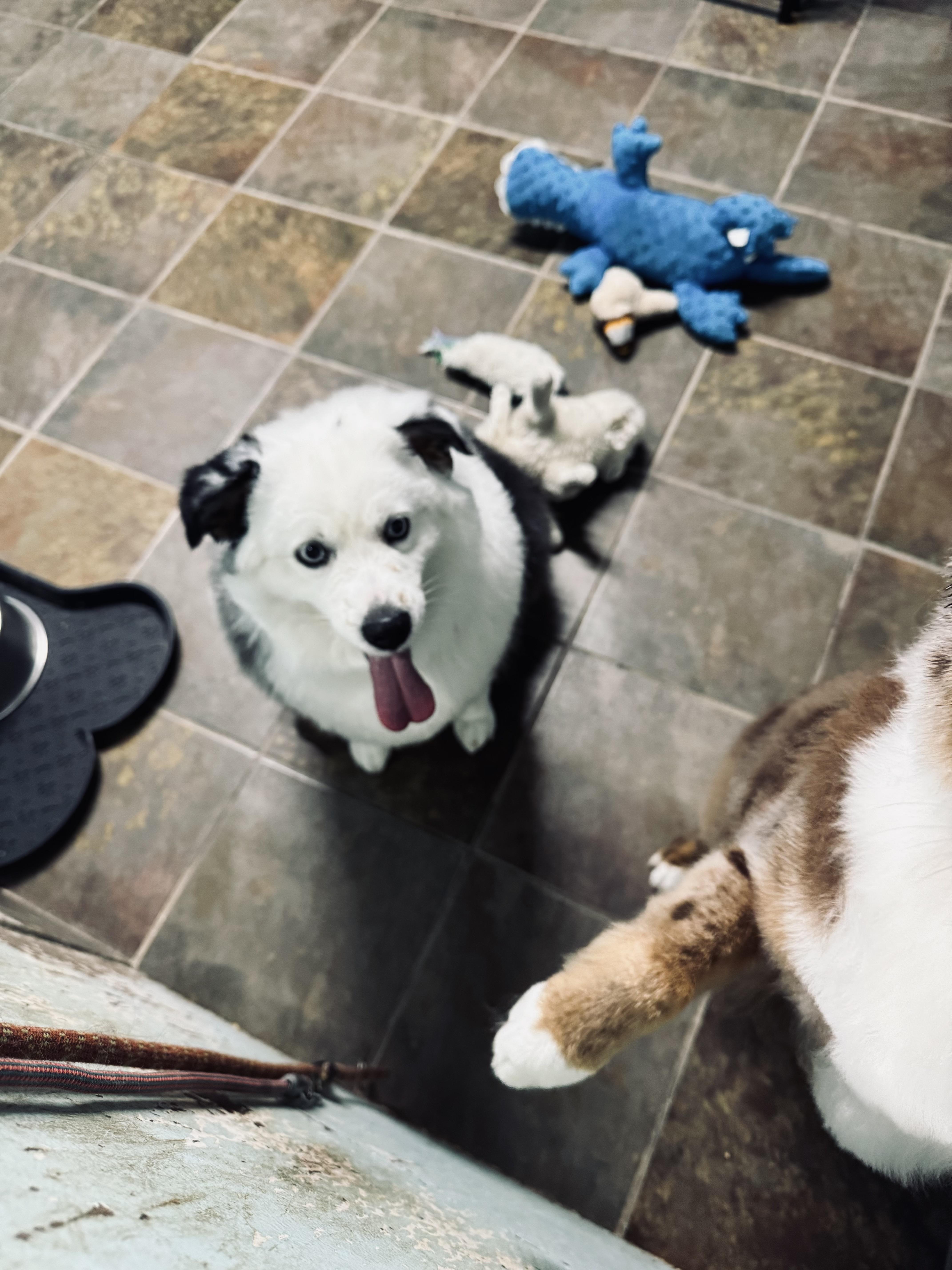 Enlarge Luna, a ADOPTABLE Australian Shepherd in Louisburg, KS image 6/6