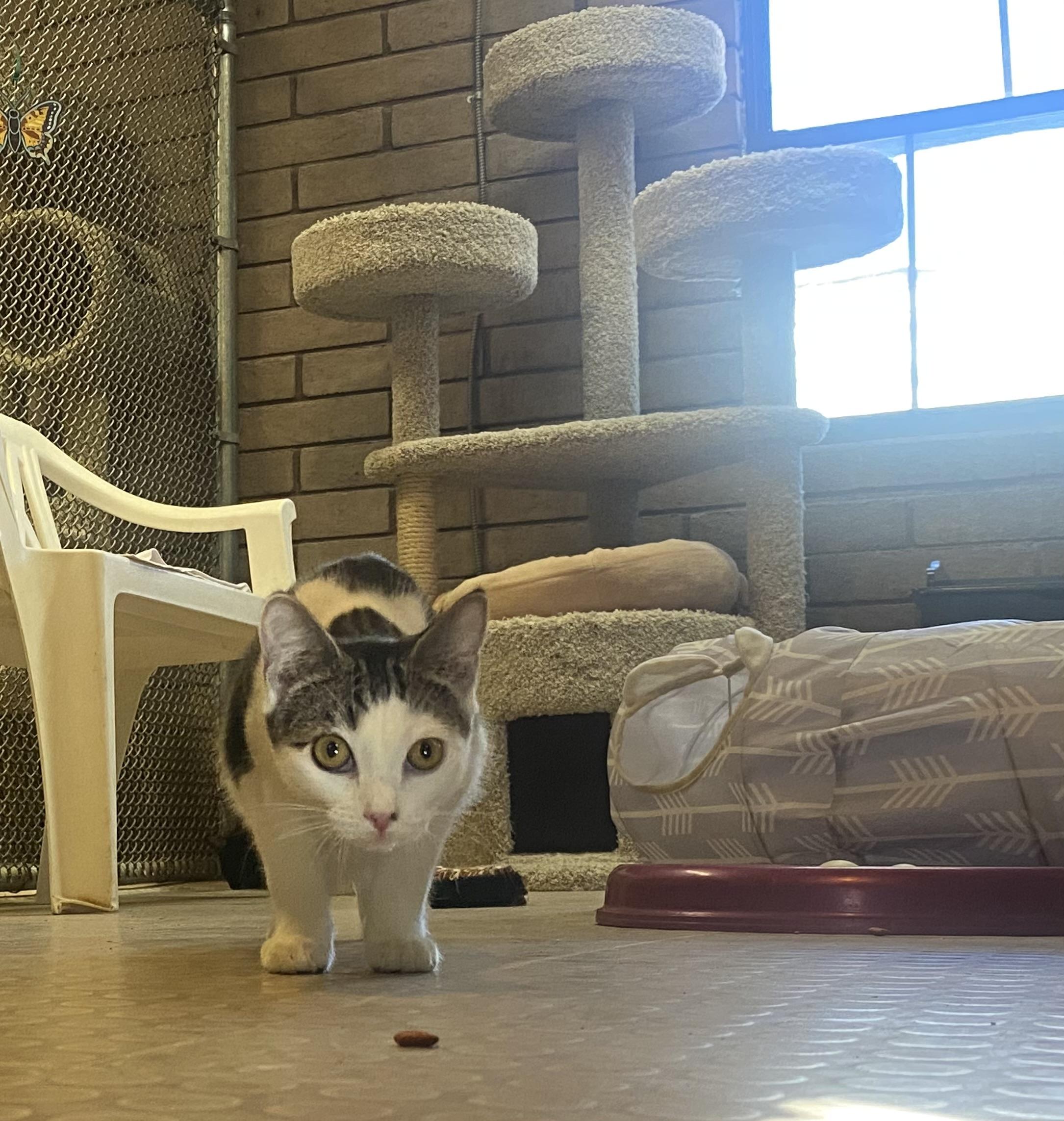 Enlarge Gloria (bonded with Thomas), a Adoptable Domestic Short Hair in Phoenix, AZ image 4/6