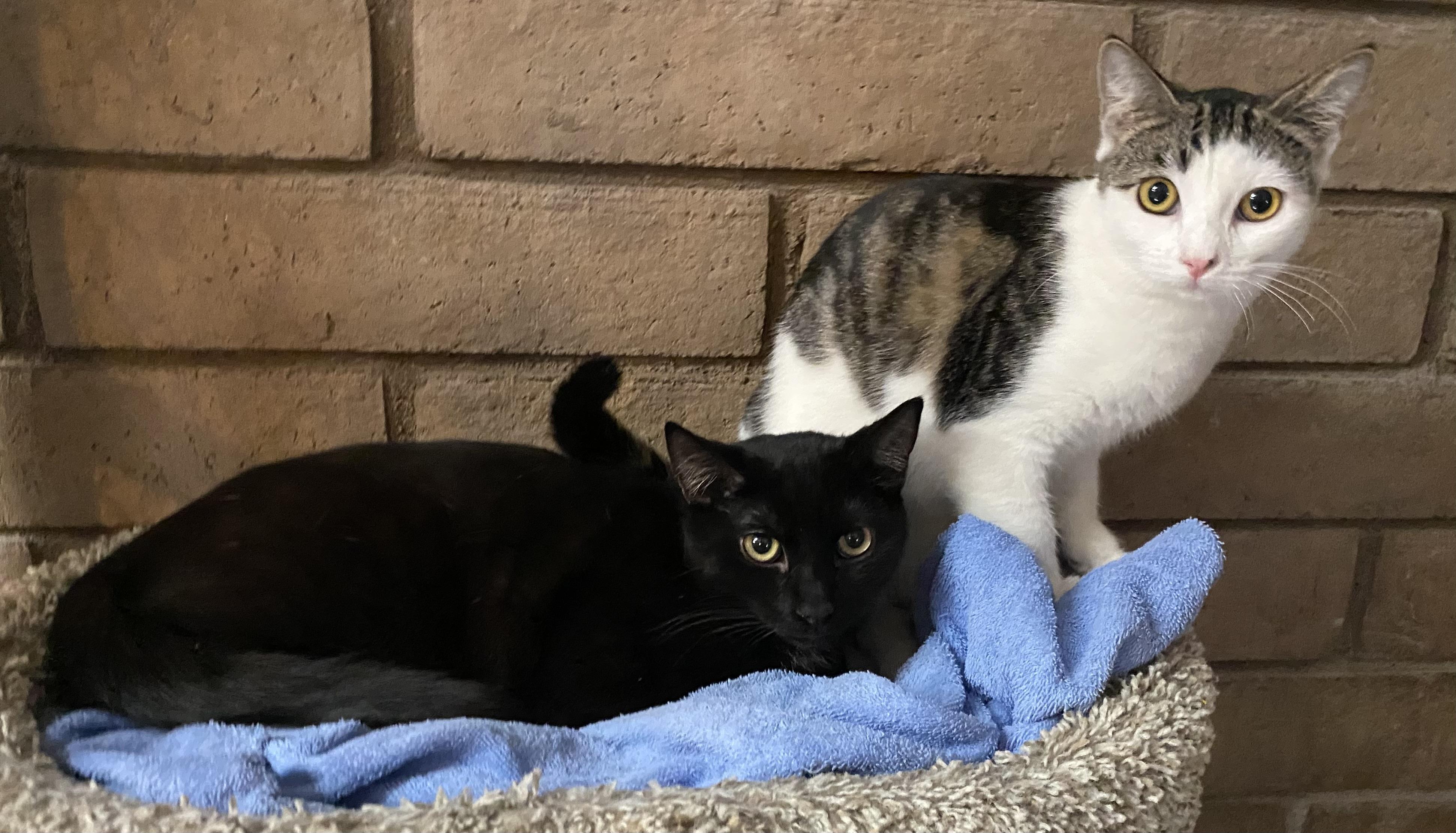 Enlarge Gloria (bonded with Thomas), a Adoptable Domestic Short Hair in Phoenix, AZ image 3/6