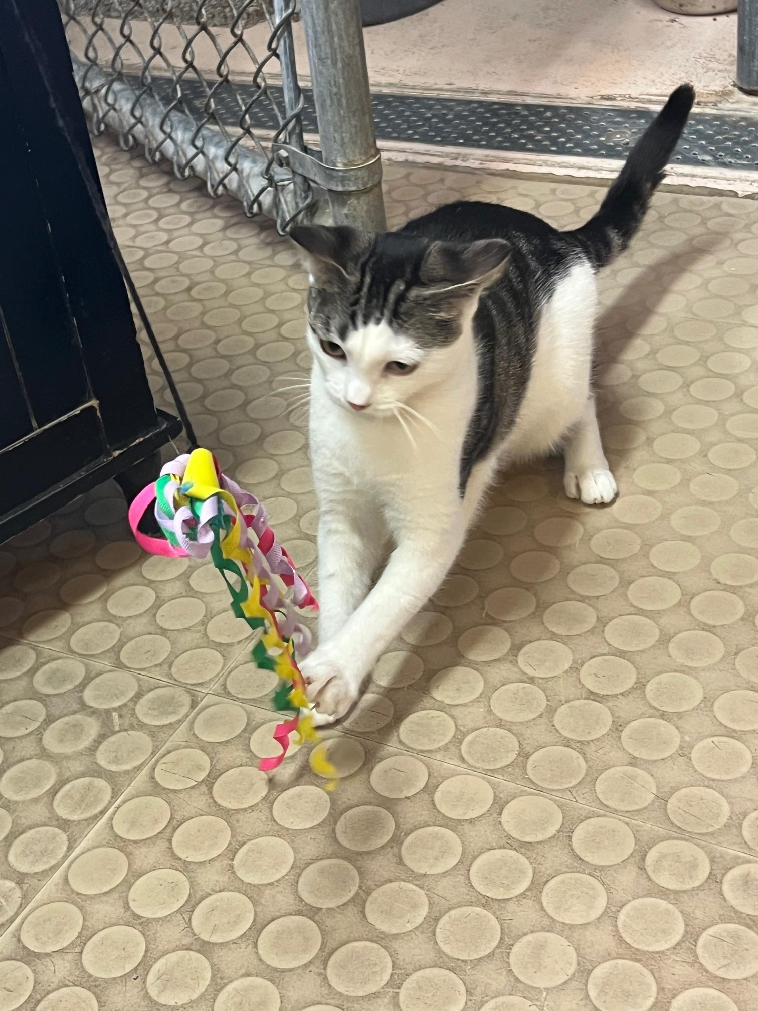 Enlarge Gloria (bonded with Thomas), a Adoptable Domestic Short Hair in Phoenix, AZ image 1/6