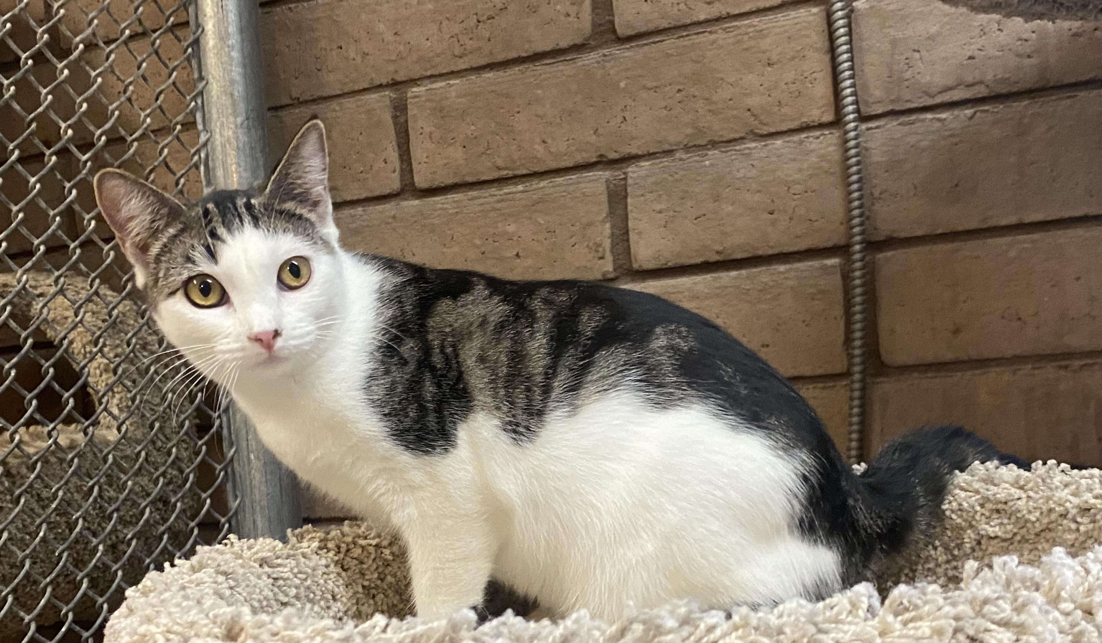 Enlarge Gloria (bonded with Thomas), a Adoptable Domestic Short Hair in Phoenix, AZ image 5/6