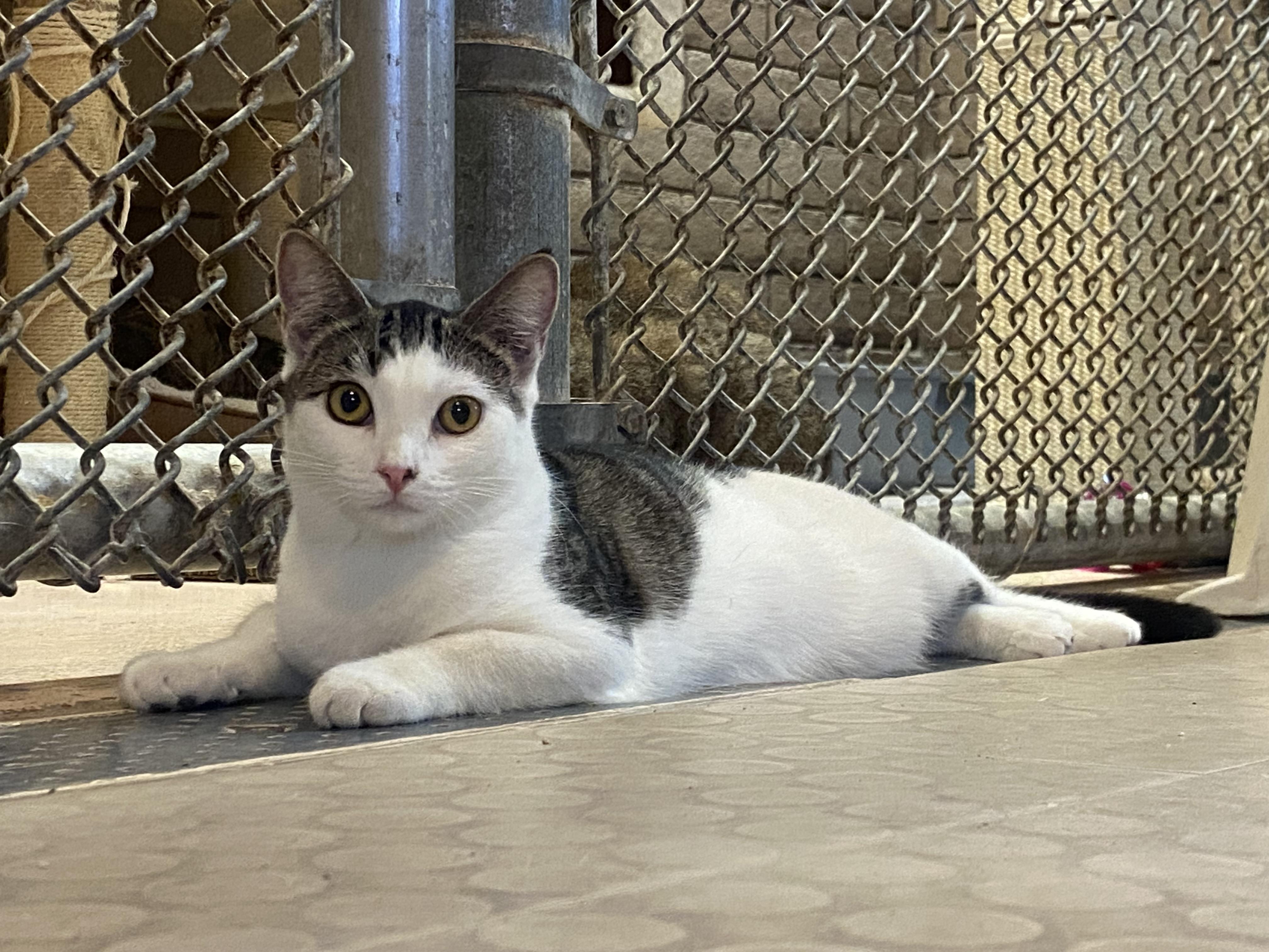 Enlarge Gloria (bonded with Thomas), a Adoptable Domestic Short Hair in Phoenix, AZ image 6/6