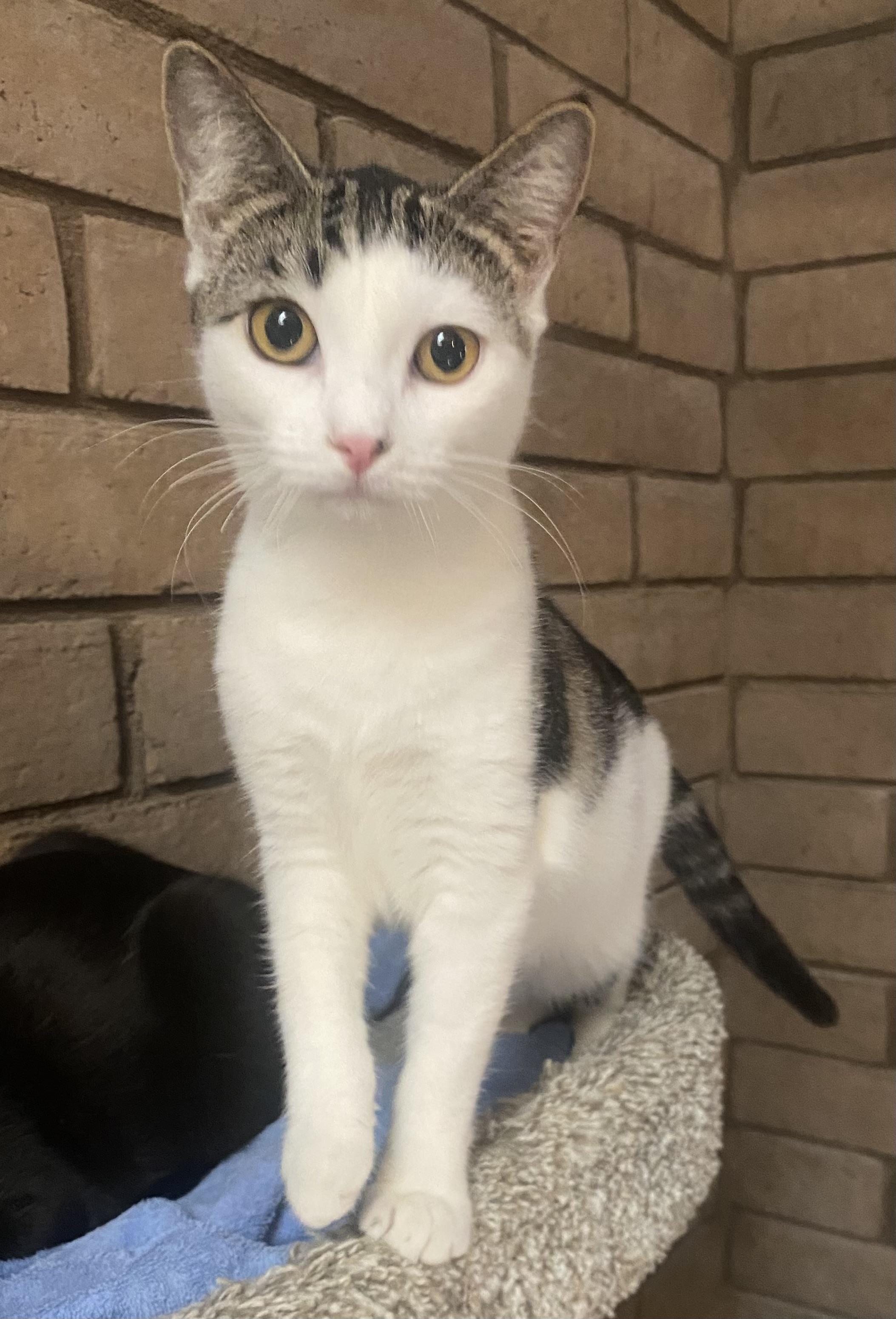 Gloria (bonded with Thomas), Adoptable, Kitten Female Domestic Short Hair.