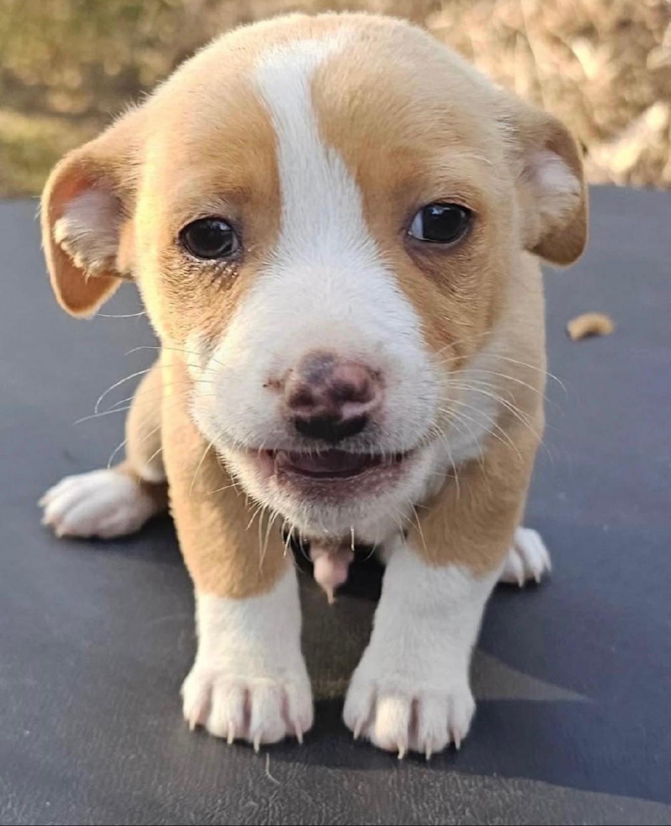 Titan, ADOPTABLE, Puppy Male Mixed Breed.