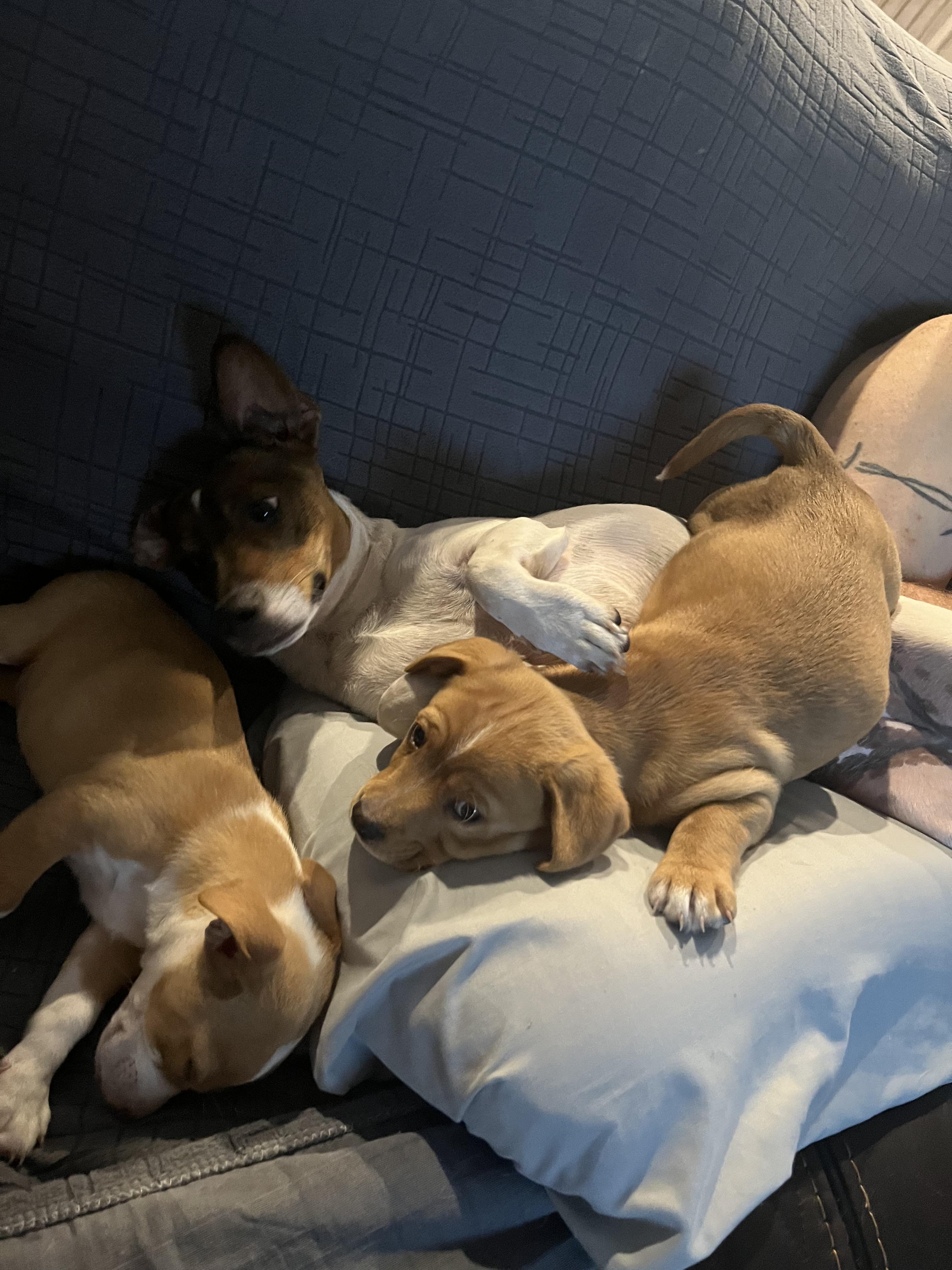 Enlarge Titan, a ADOPTABLE Mixed Breed in Lutz, FL image 2/2