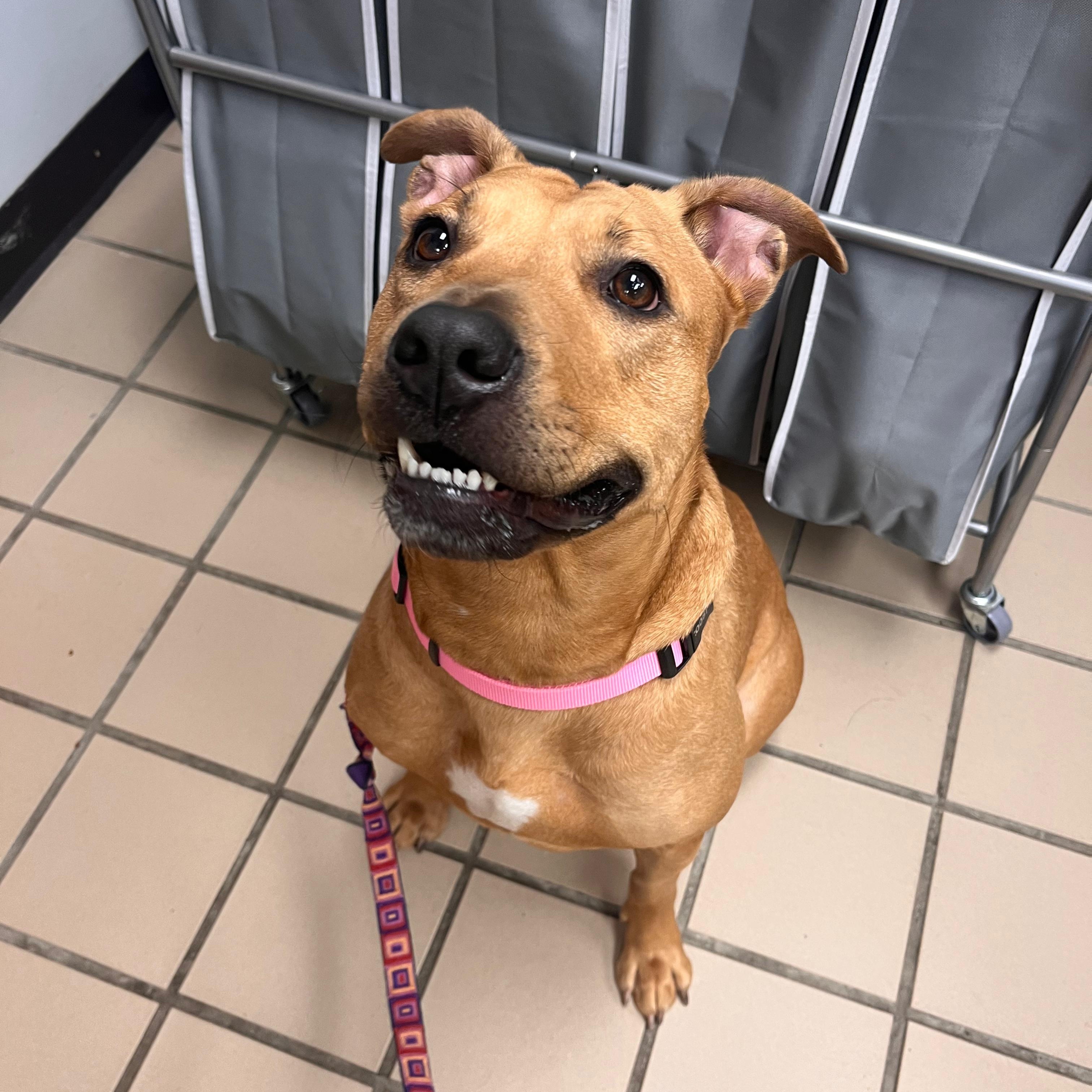 Enlarge Leah, an adoptable mixed breed in Renfrew, PA image 3/3