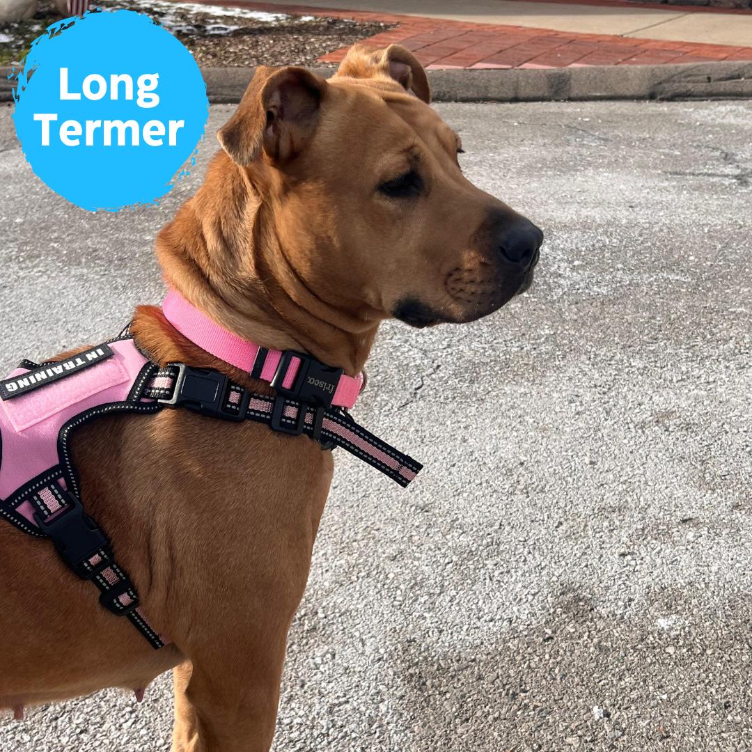 Leah, adoptable, Adult Female Labrador Retriever.