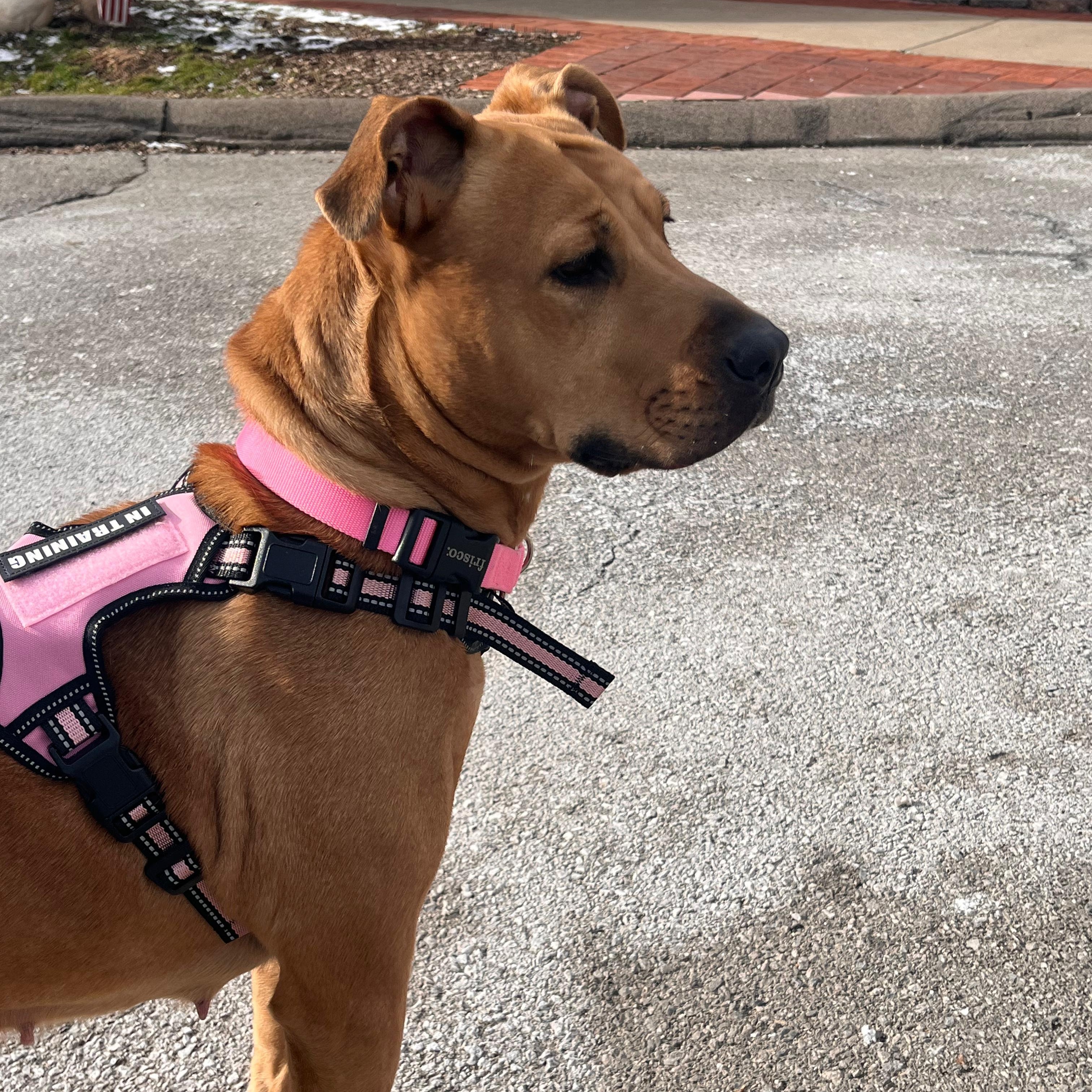 Enlarge Leah, an adoptable mixed breed in Renfrew, PA image 1/3